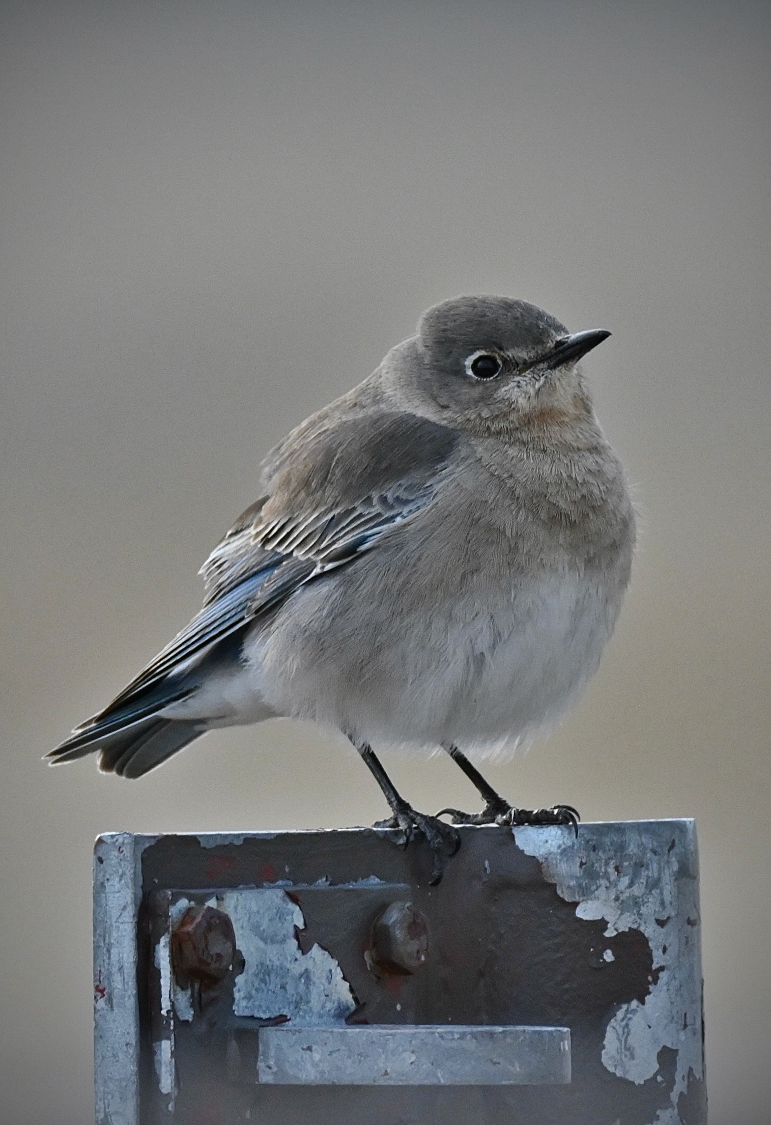 Mountain Bluebird