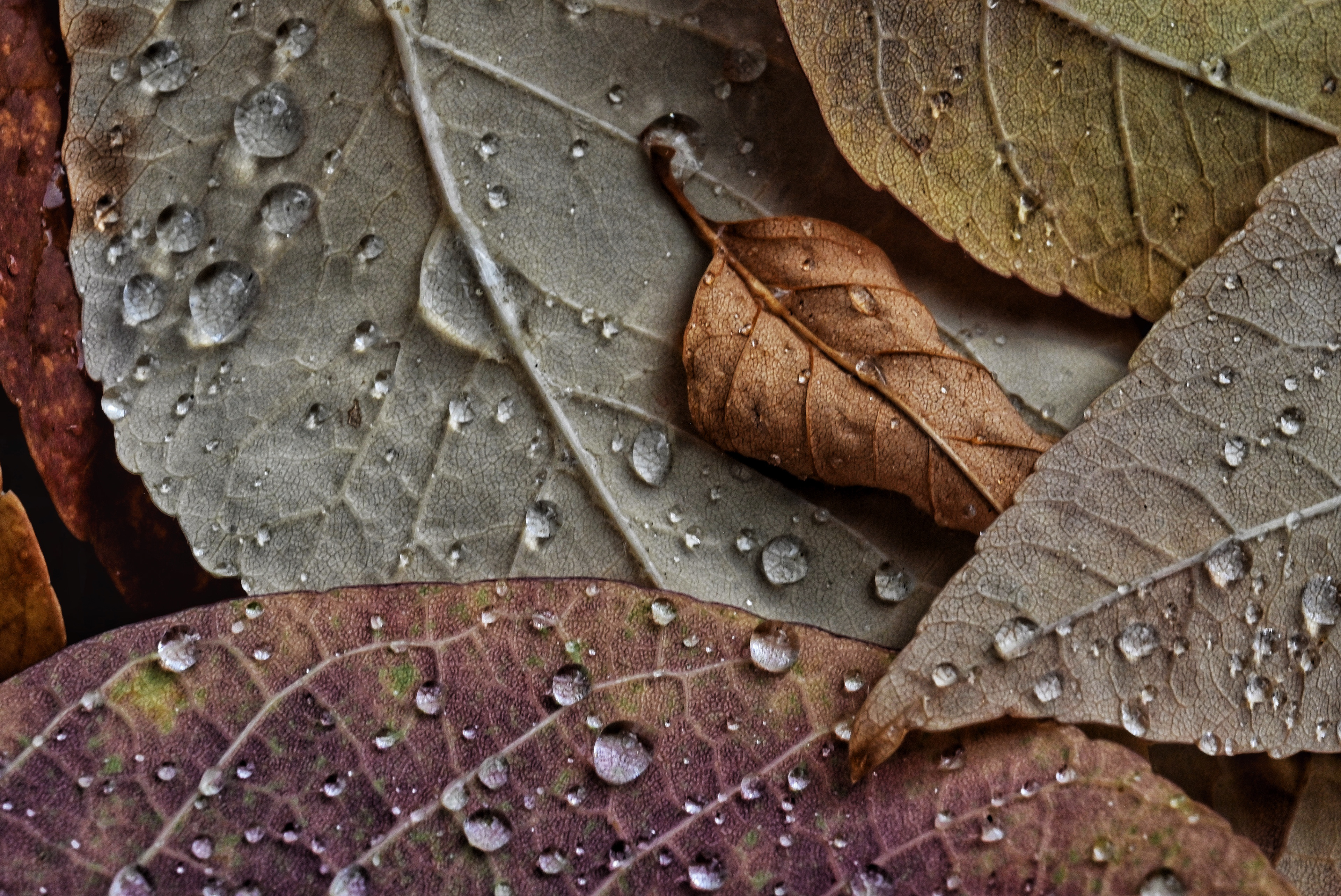 Leaves