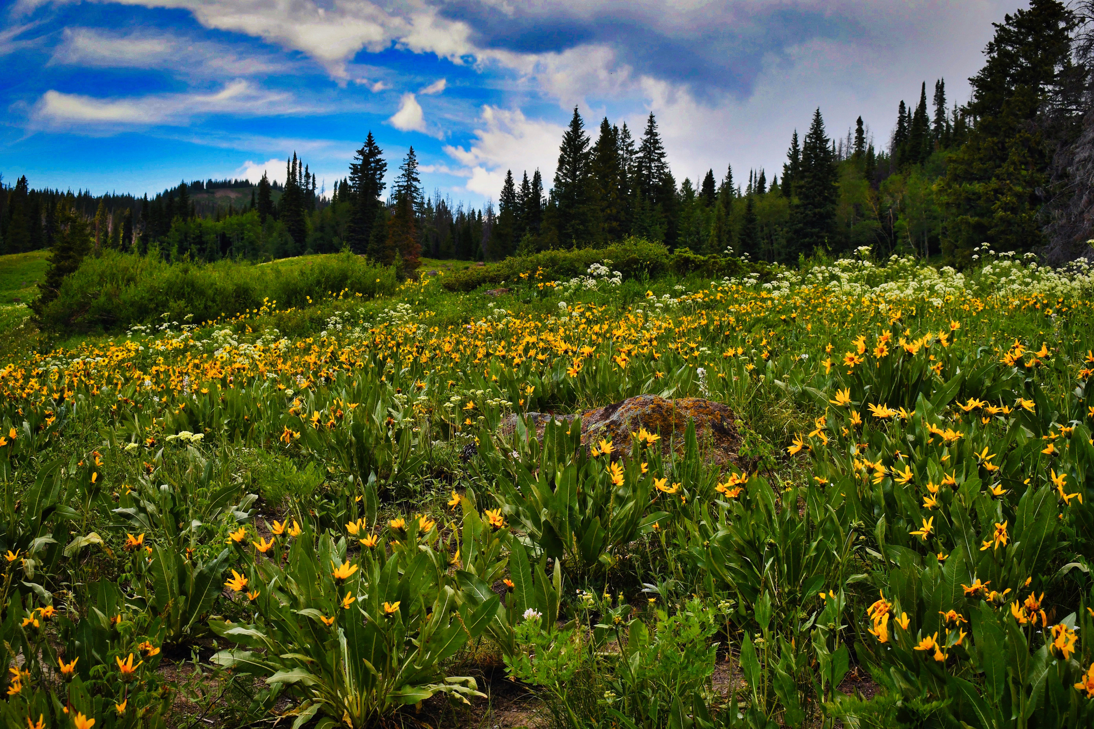 Glacier Lillys on Rabbit Ears Pass