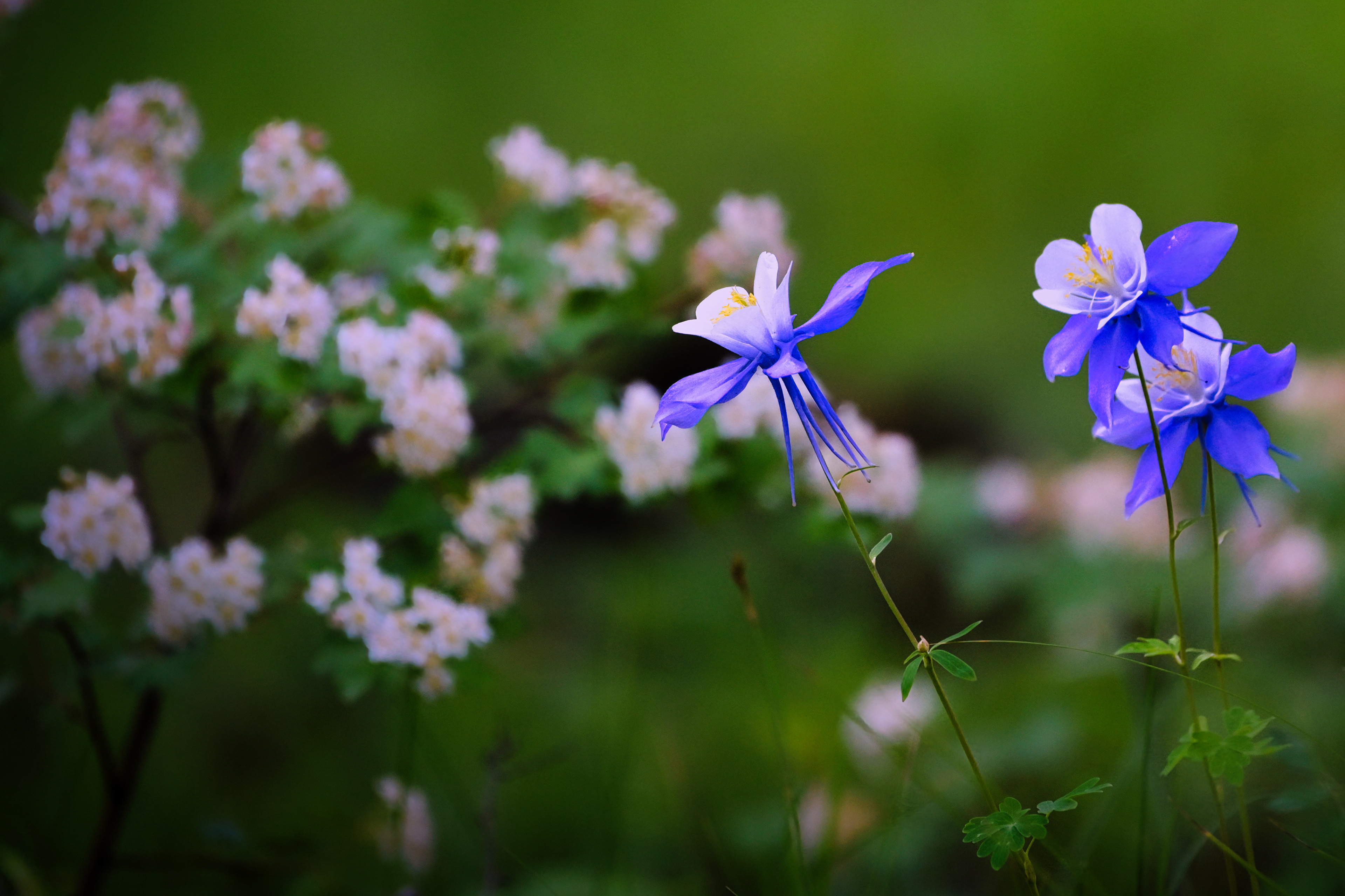 Columbine, Colorado
