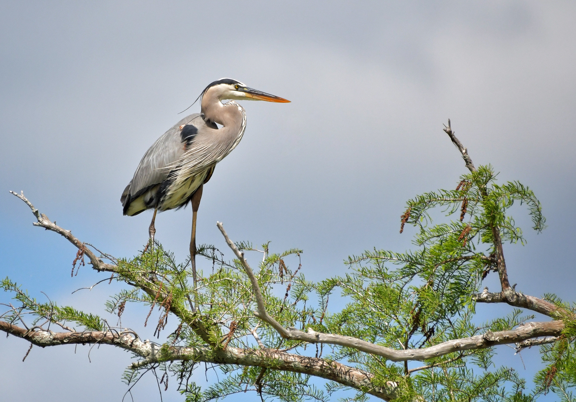 Great Blue Heron