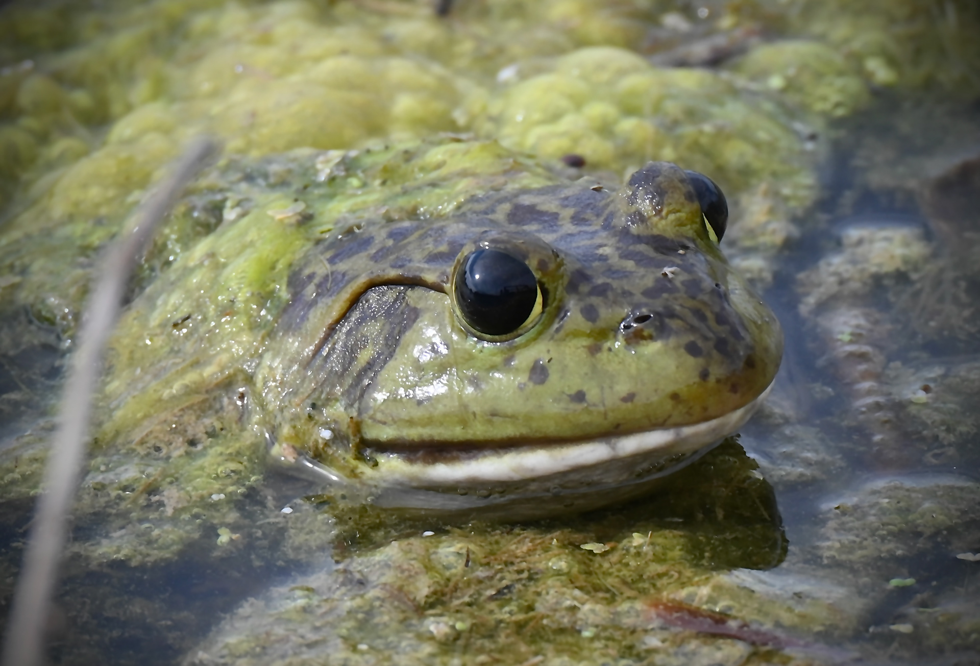 American Bullfrog