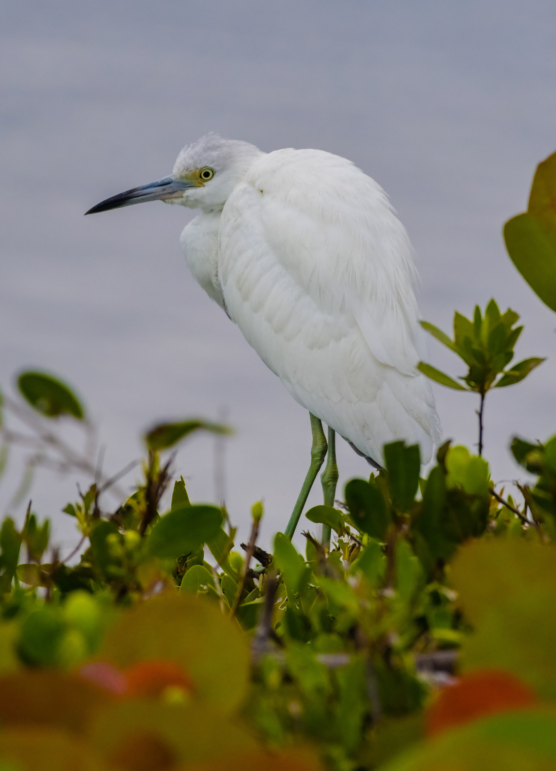 Snowy Egret