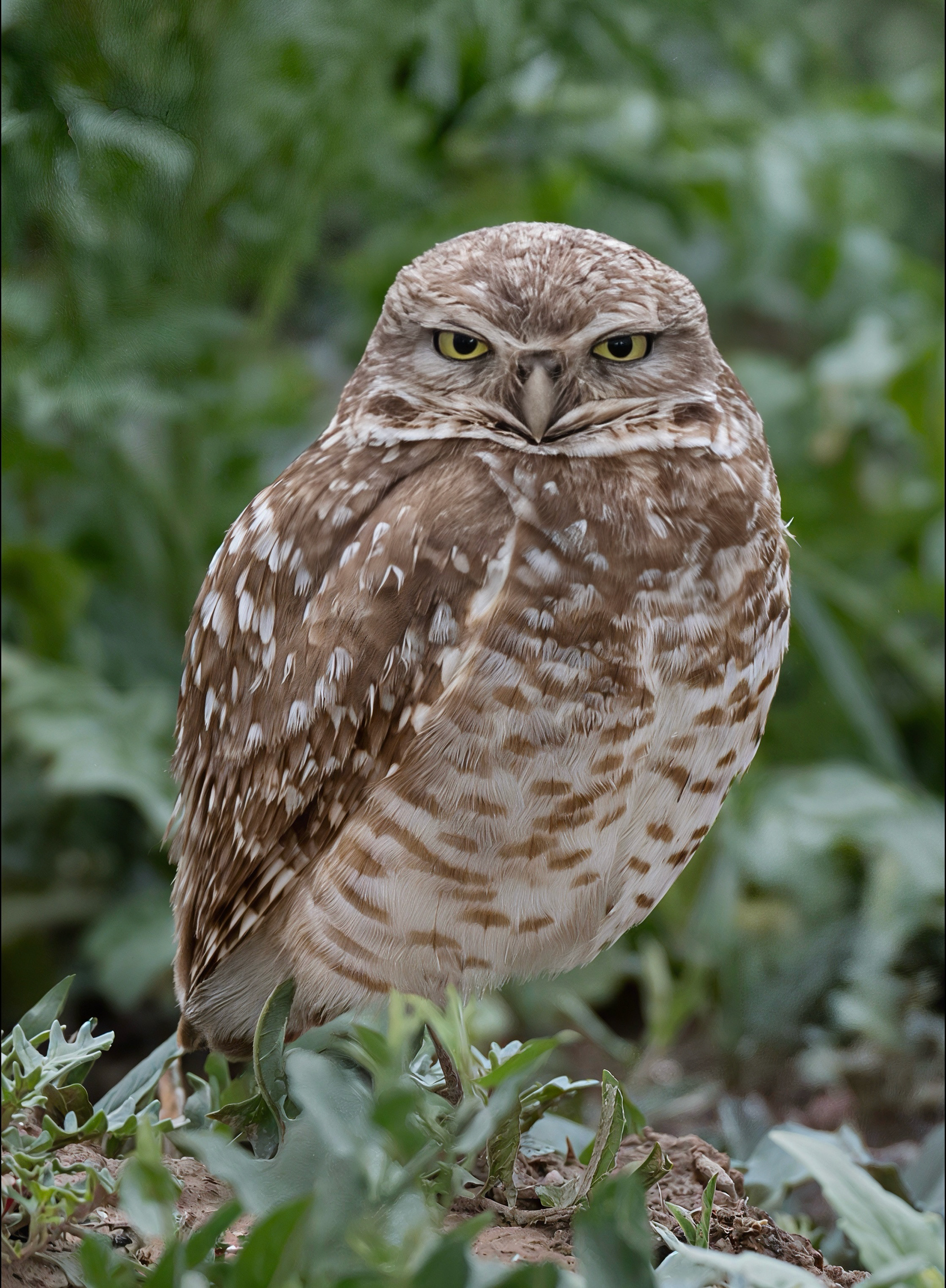 Burrowing Owl