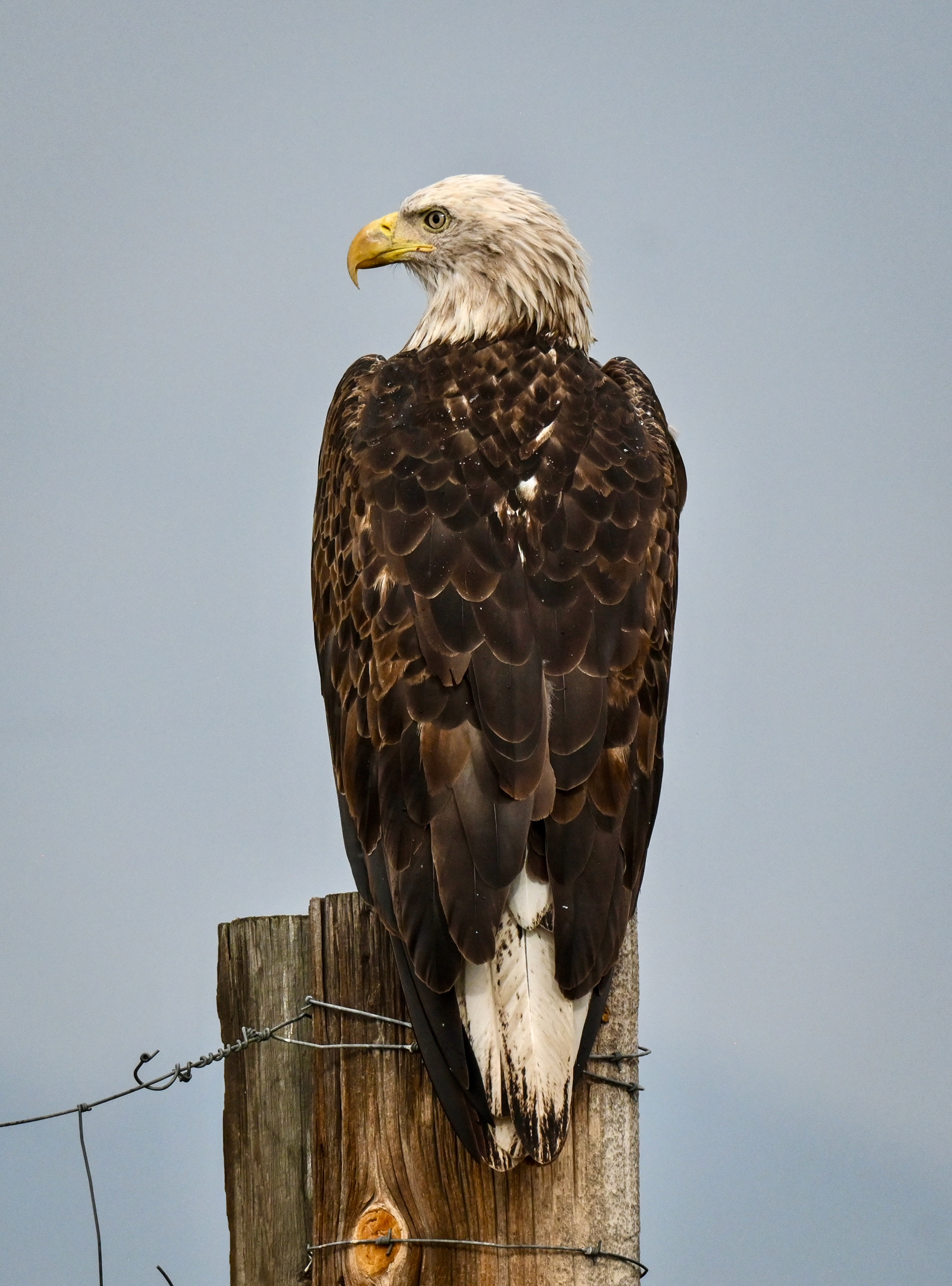 Bald Eagle