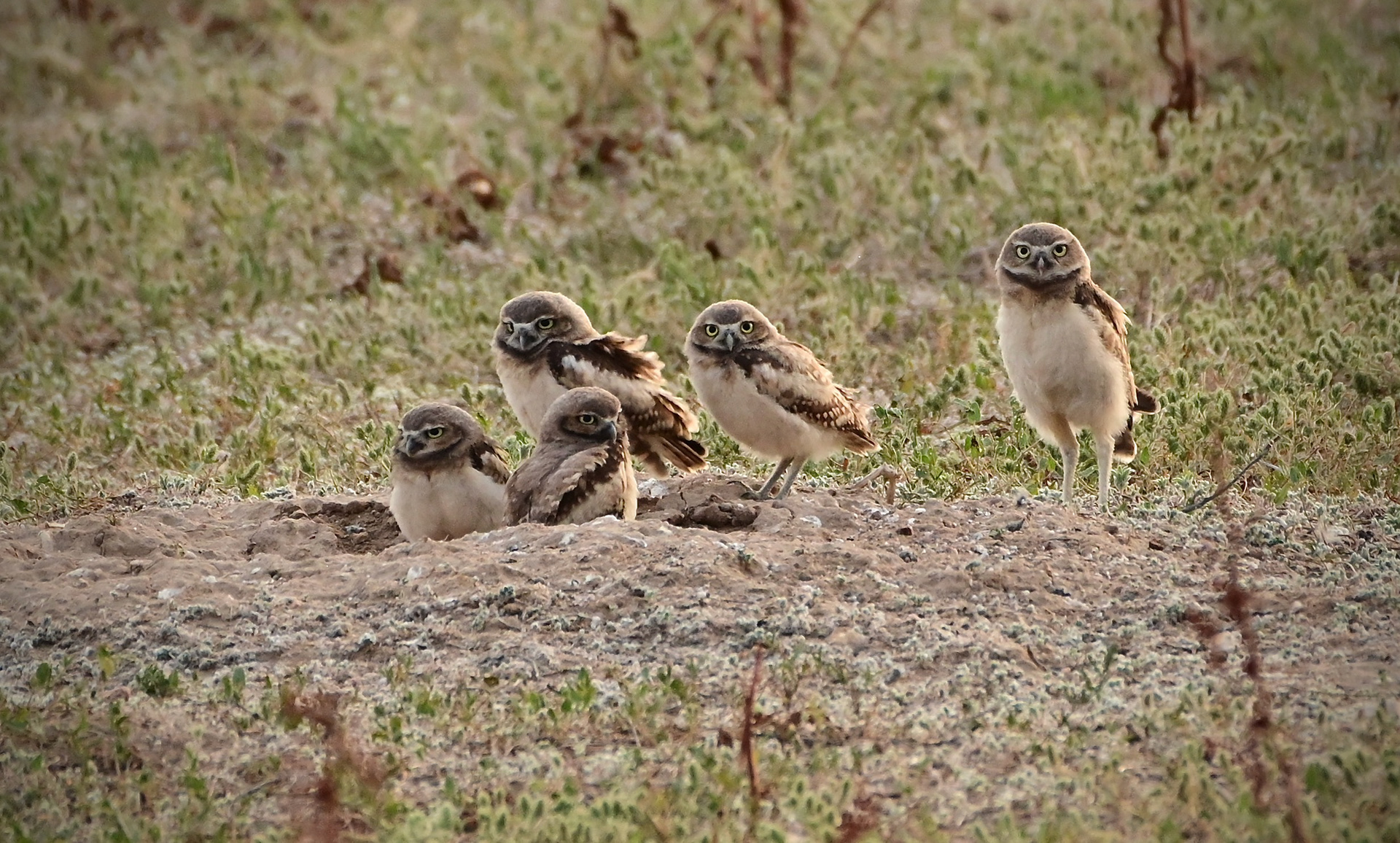 Burrowing Owls