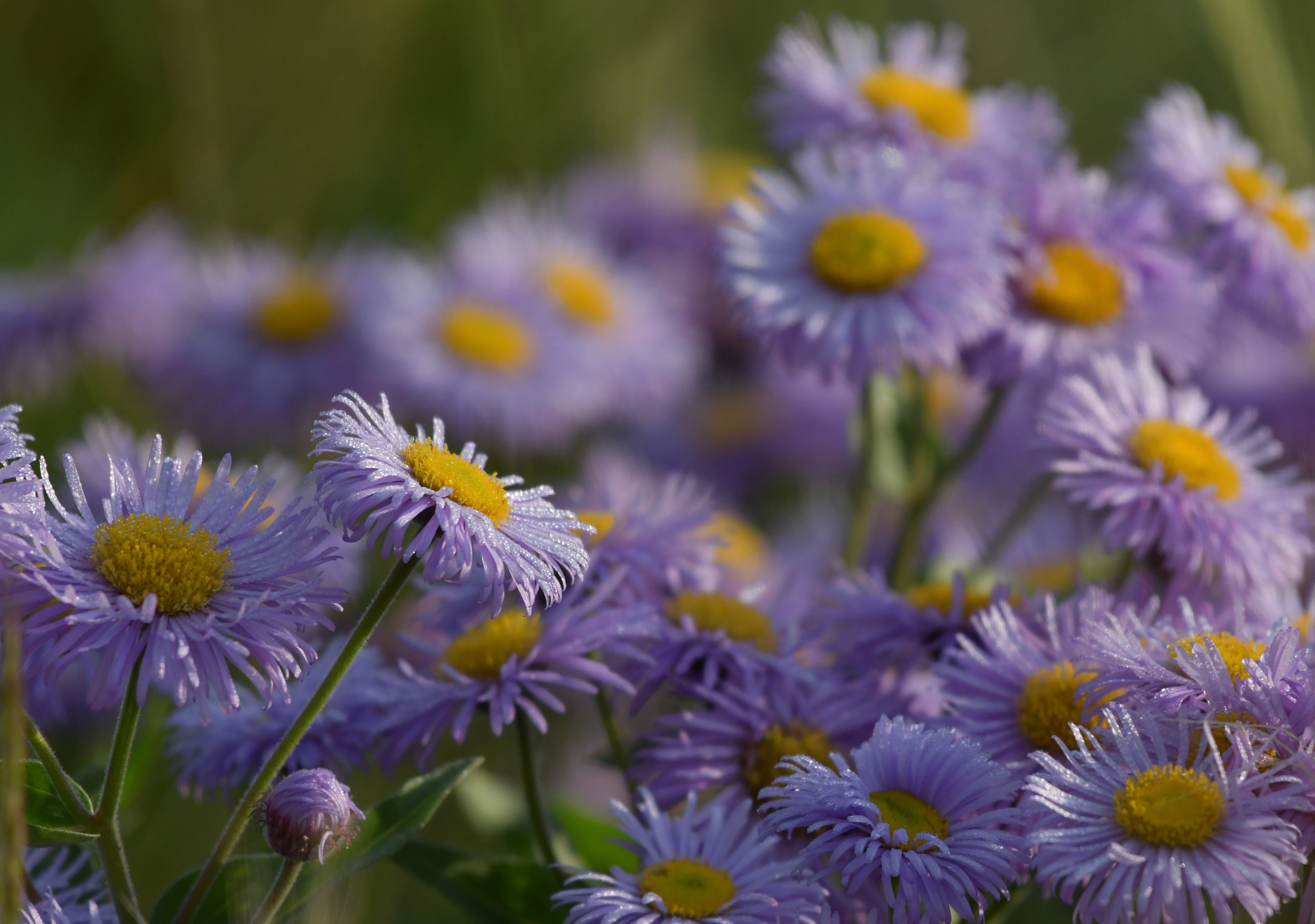Mountain Aster