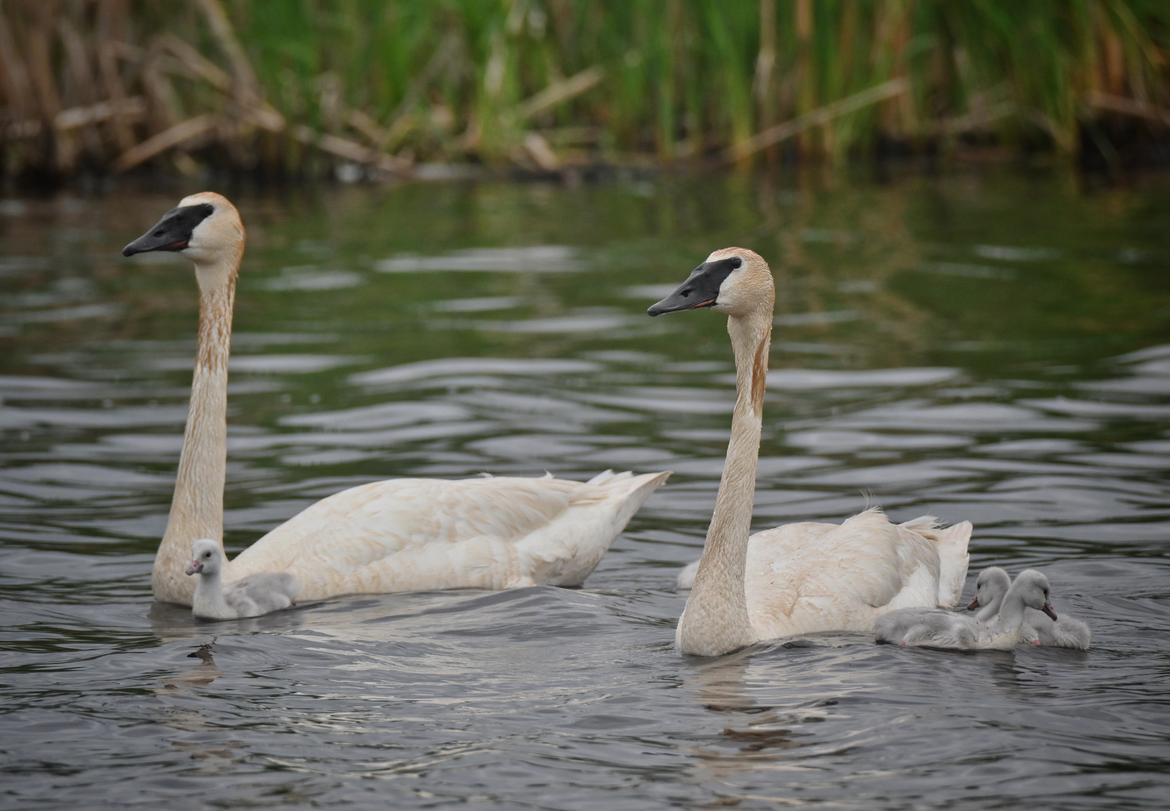 Swans