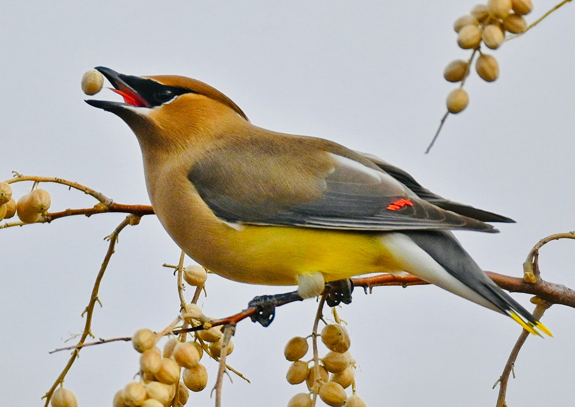 Cedar Waxwing