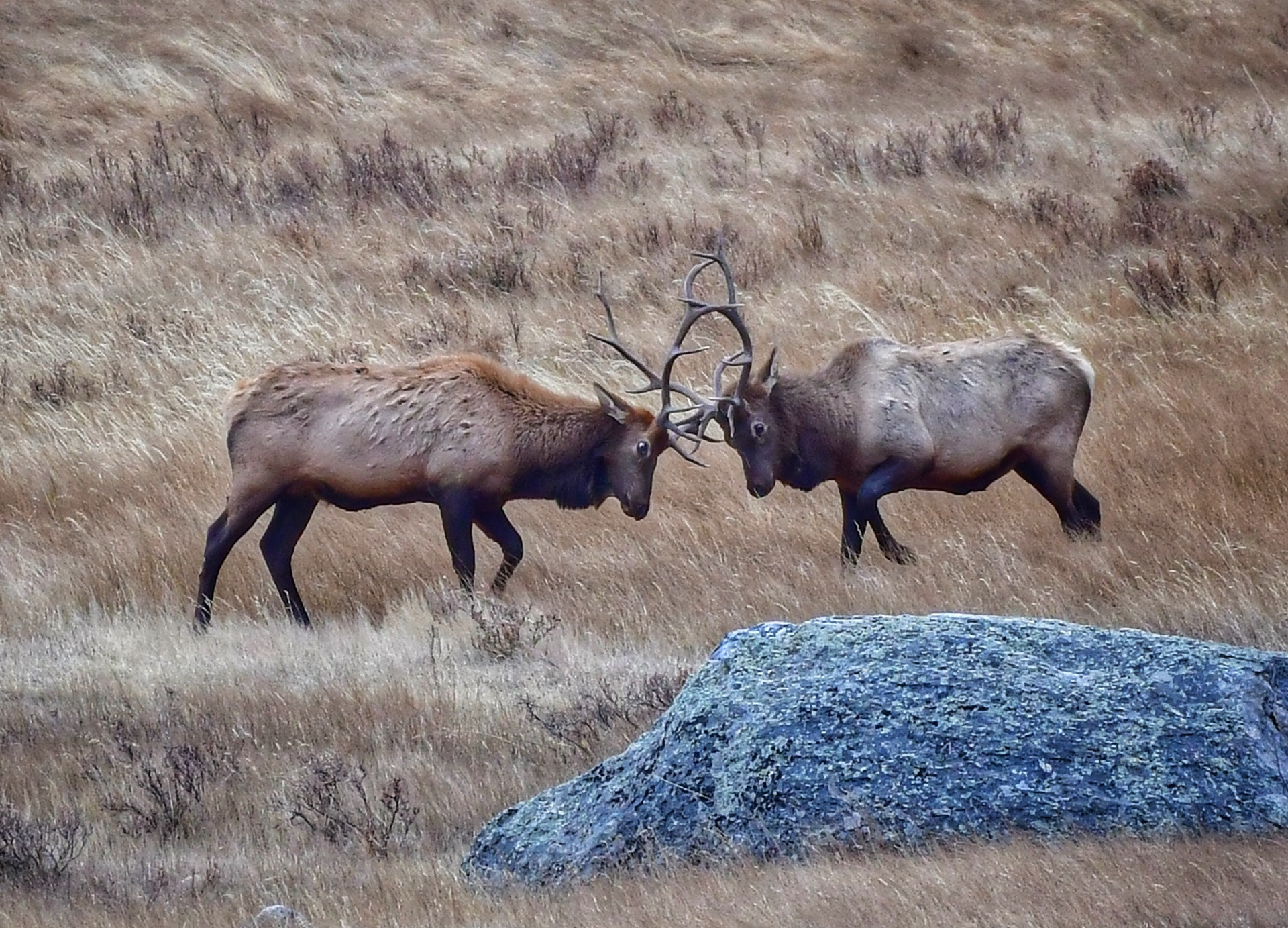 Bull Elks