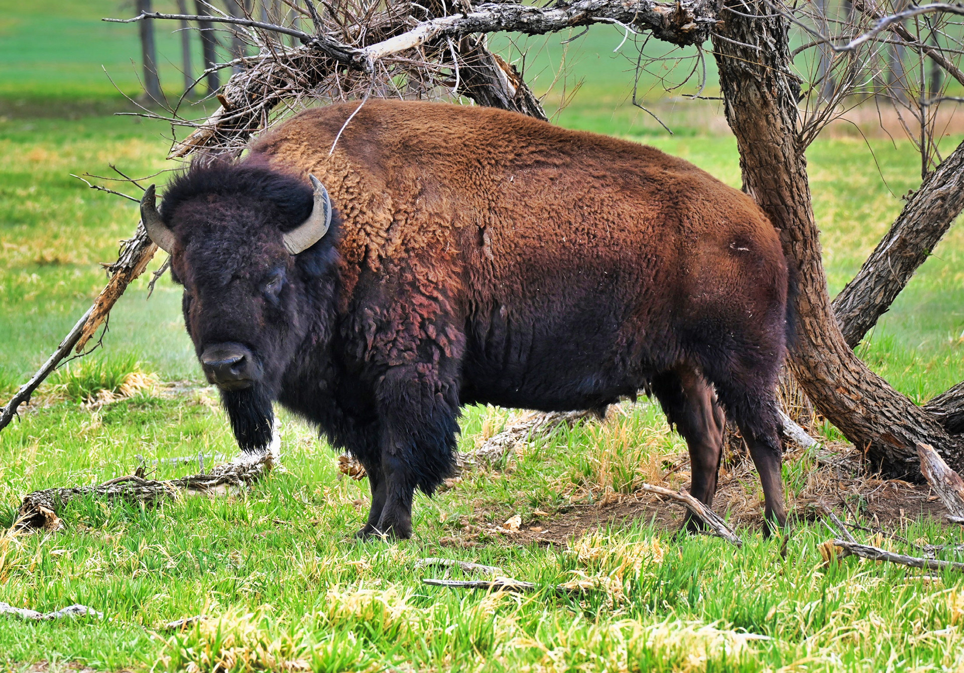 Bison