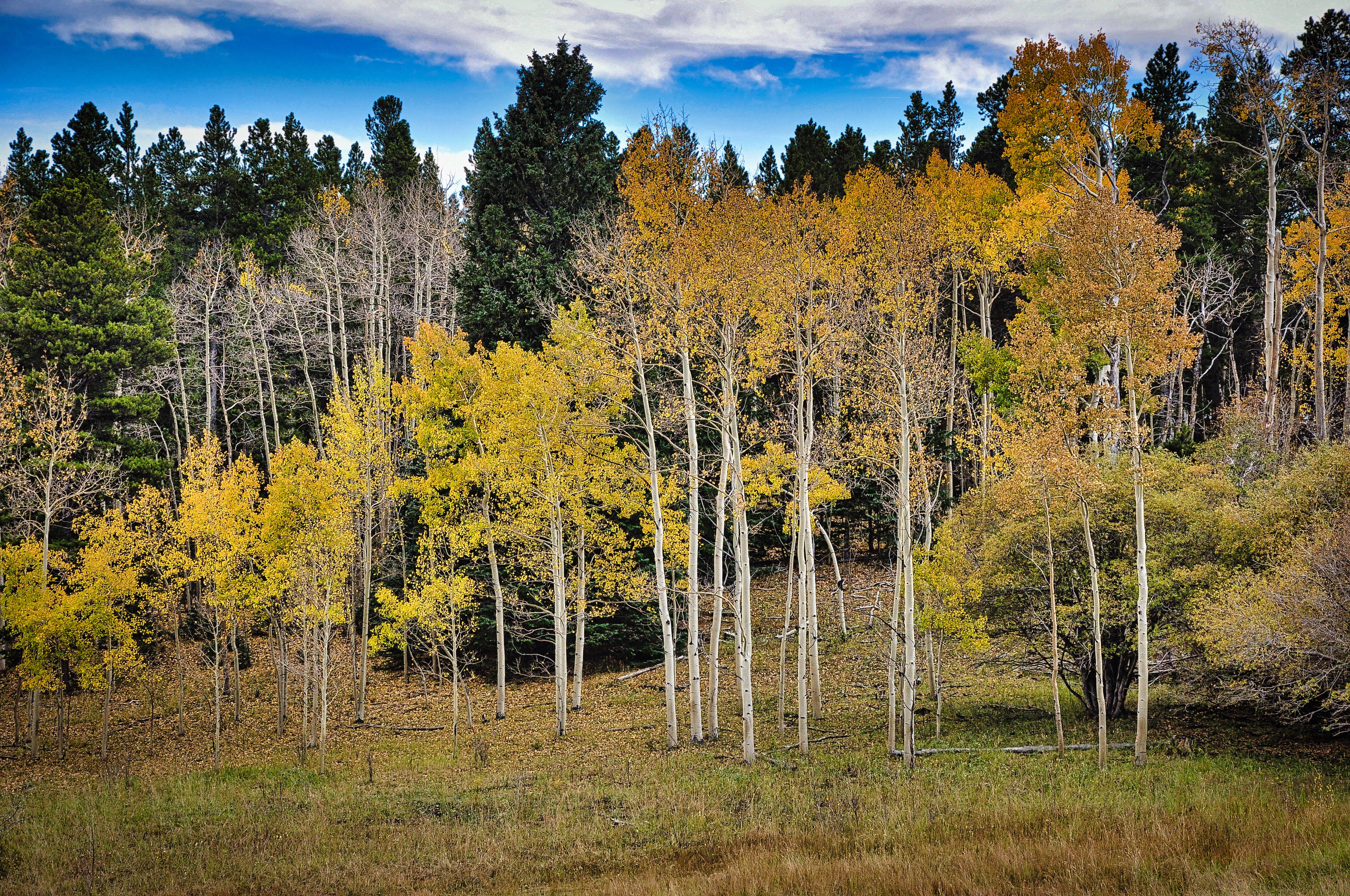 Golden Gate State Park, Colorado