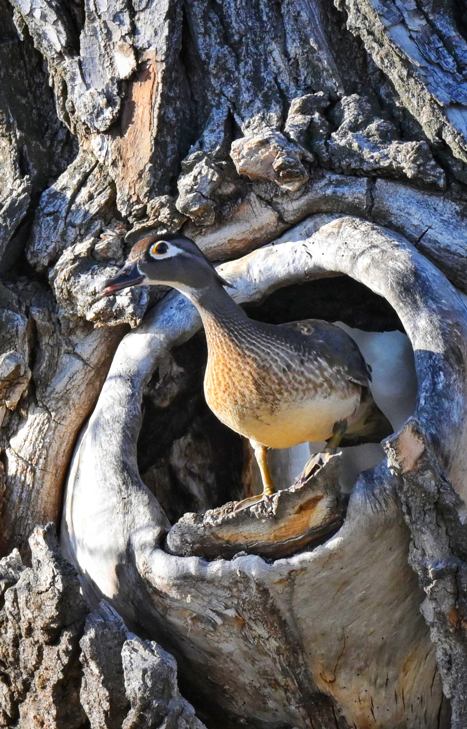 Female. Wood Duck