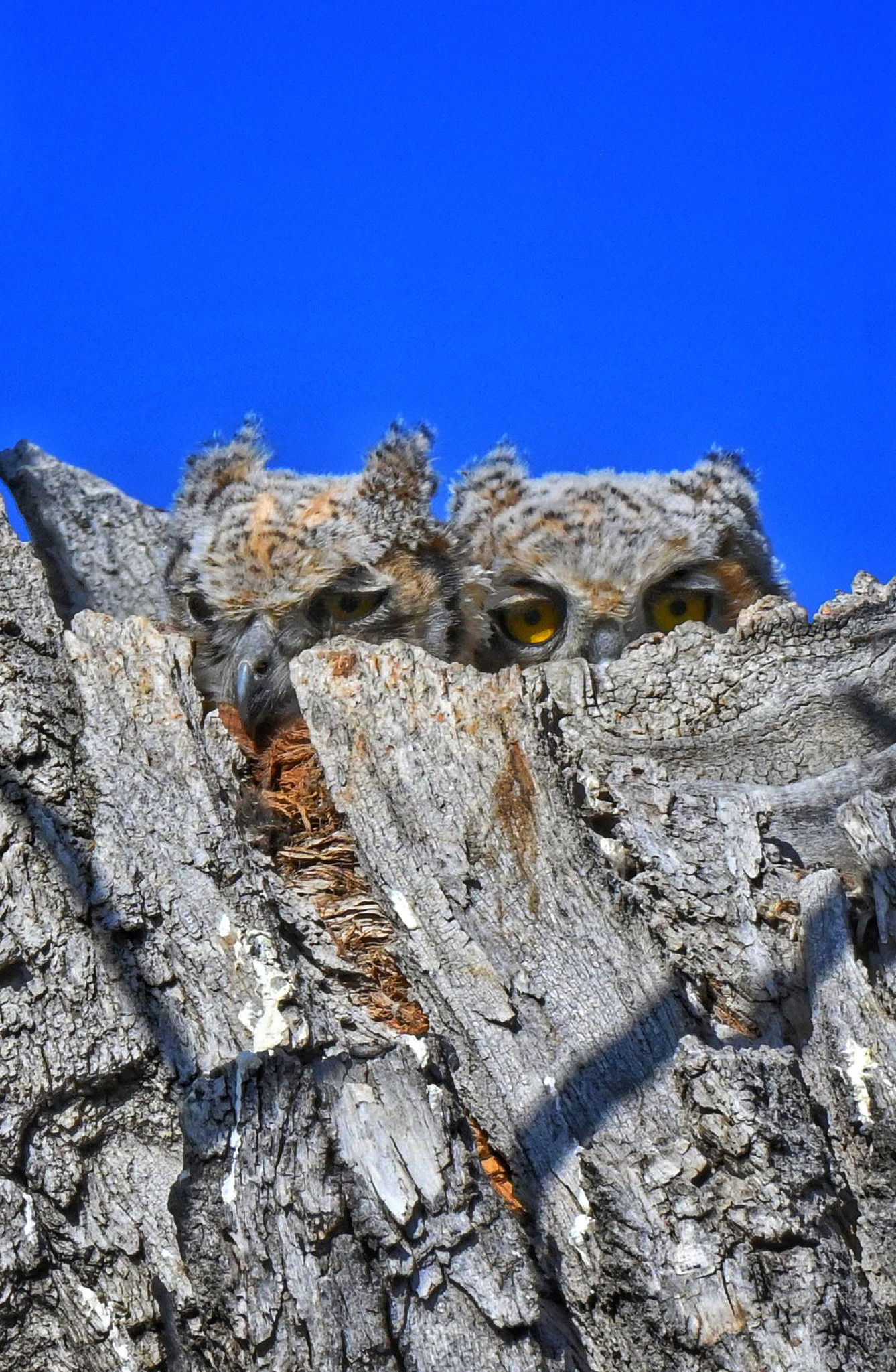 Great Horned Owlets