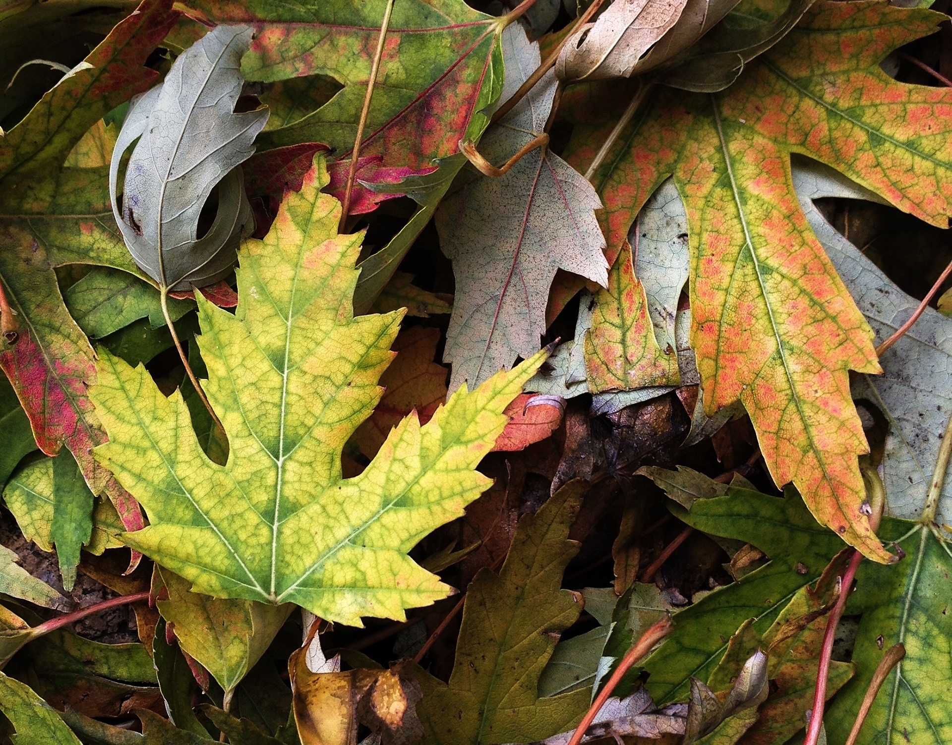 Silver Maple Leaves