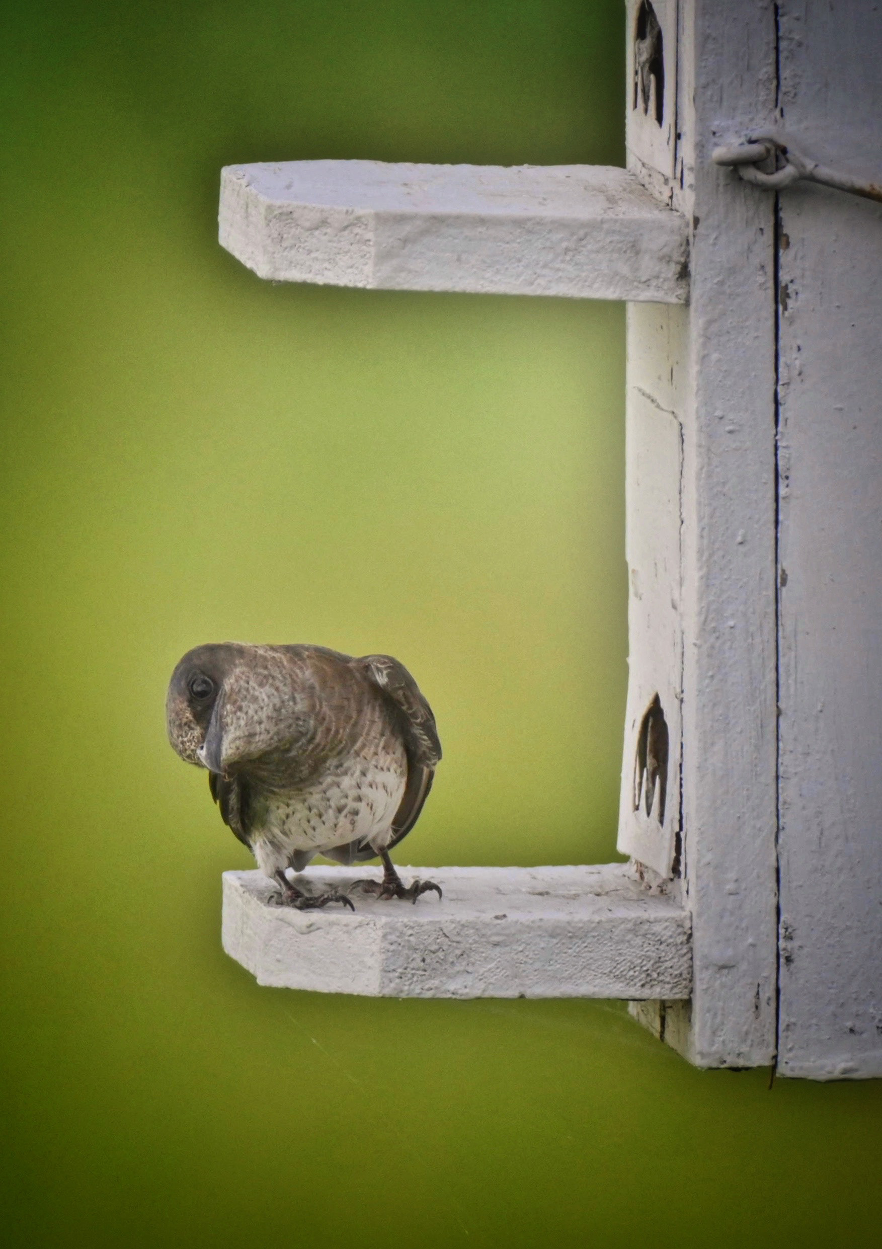 Purple Martin