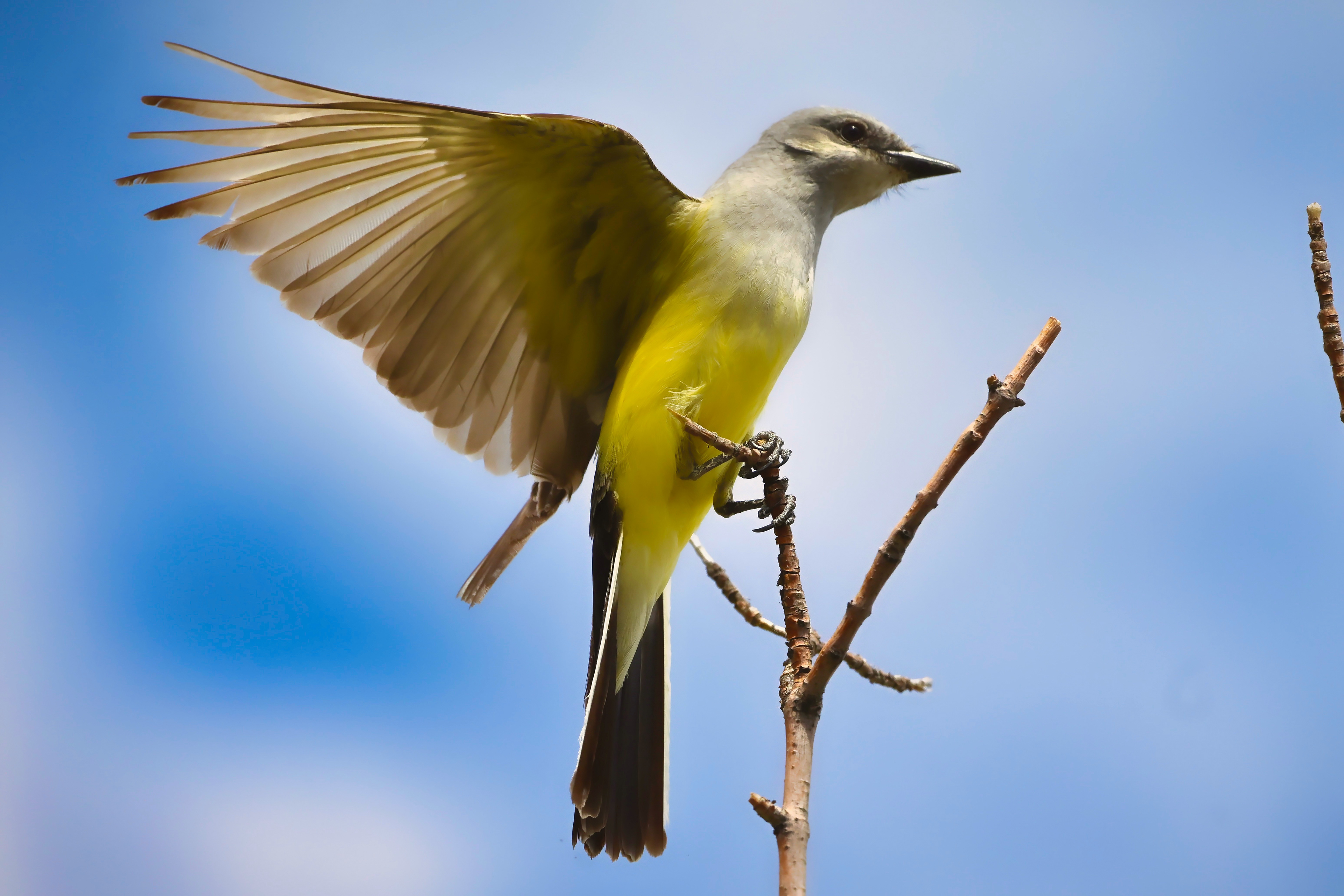 King Bird