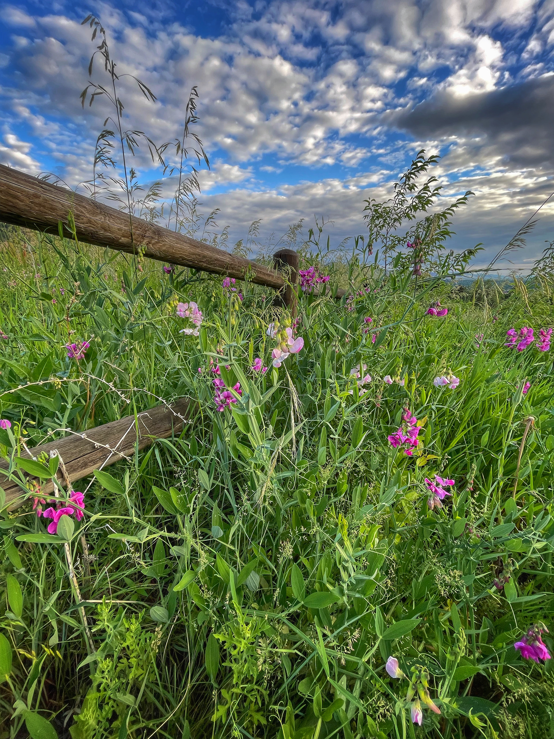 Chautauqua Park, Boulder, Colorado