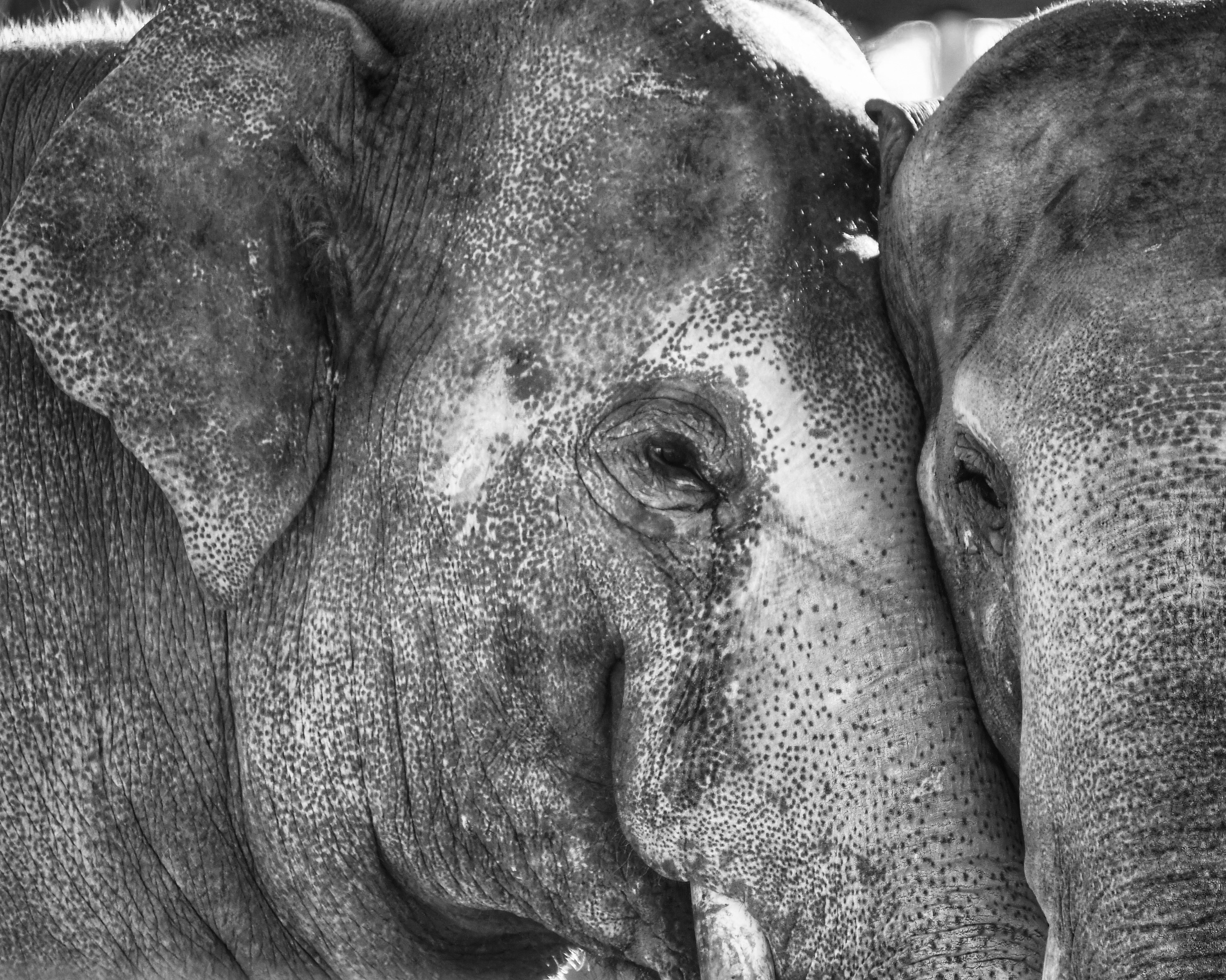 Asian Elephants