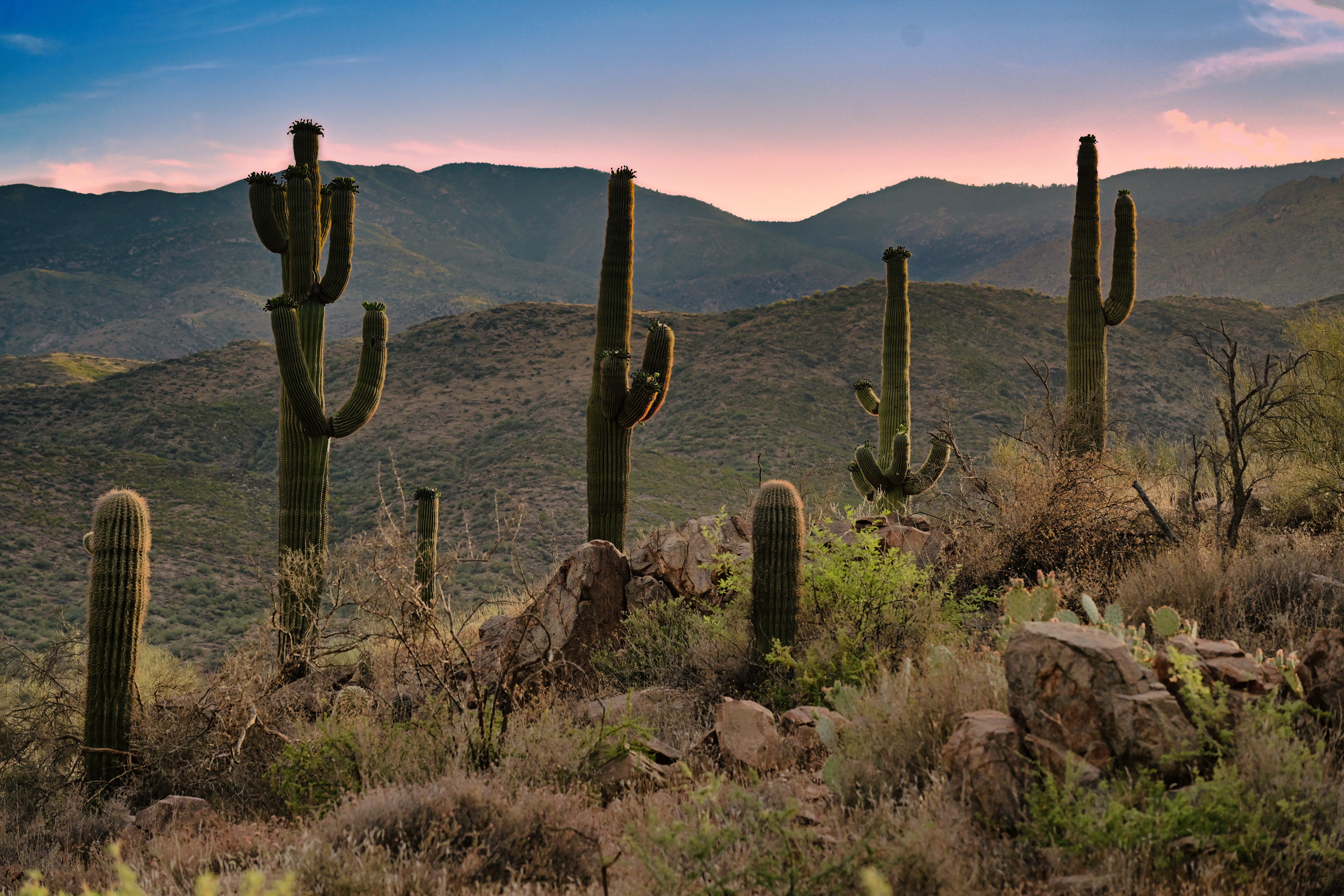 Bumble Bee Drive, Arizona