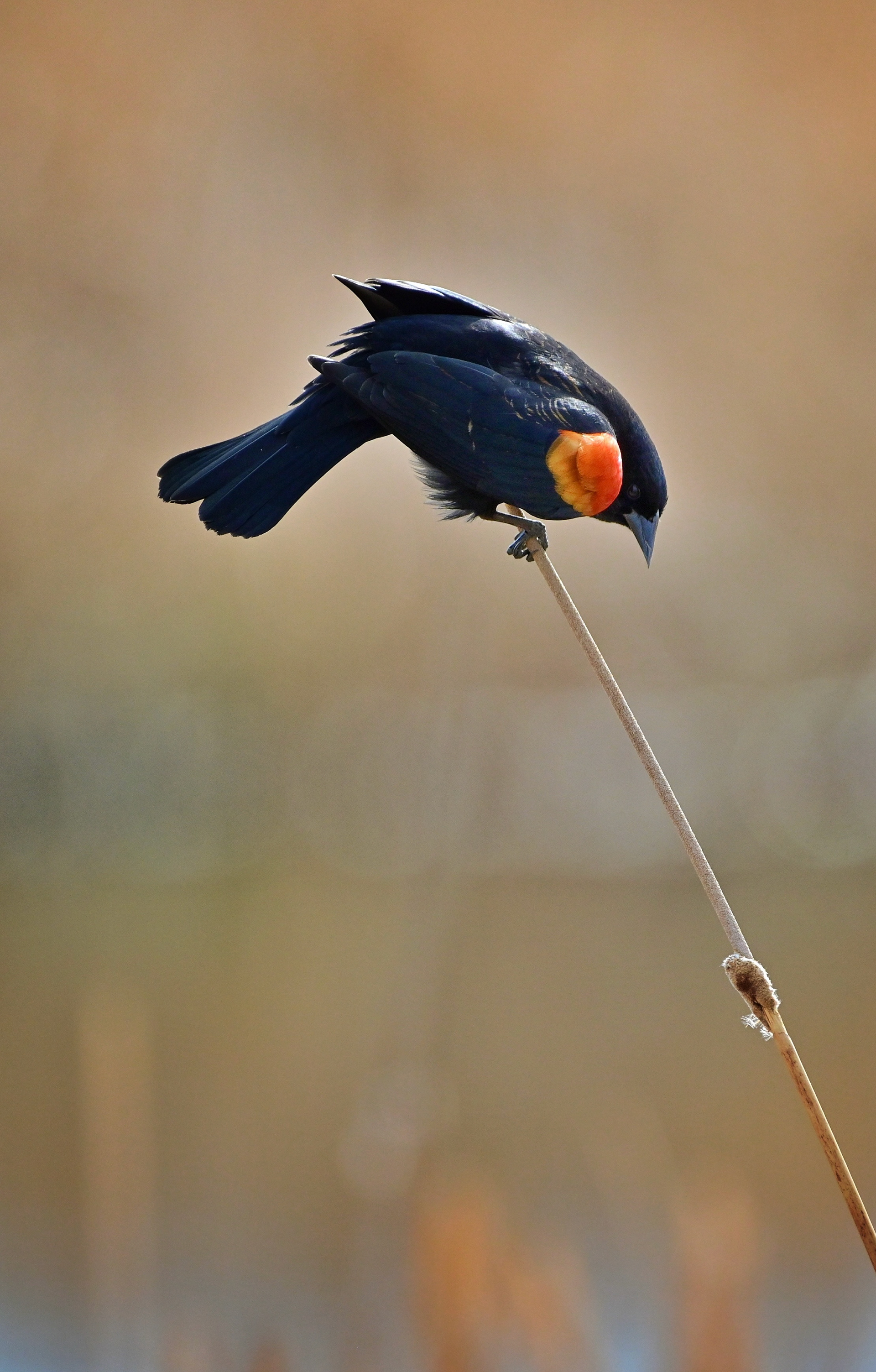 Redwing Blackbird