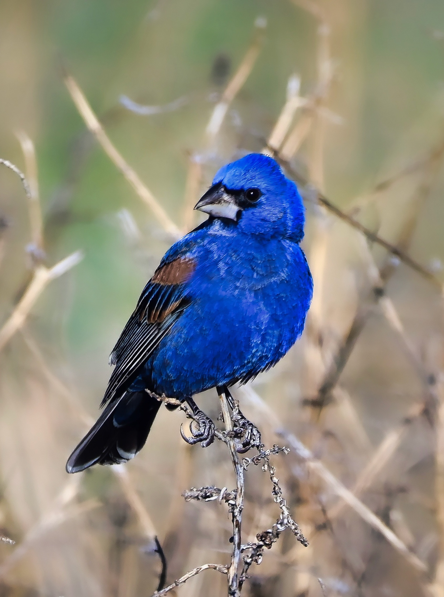 Blue Grosbeak
