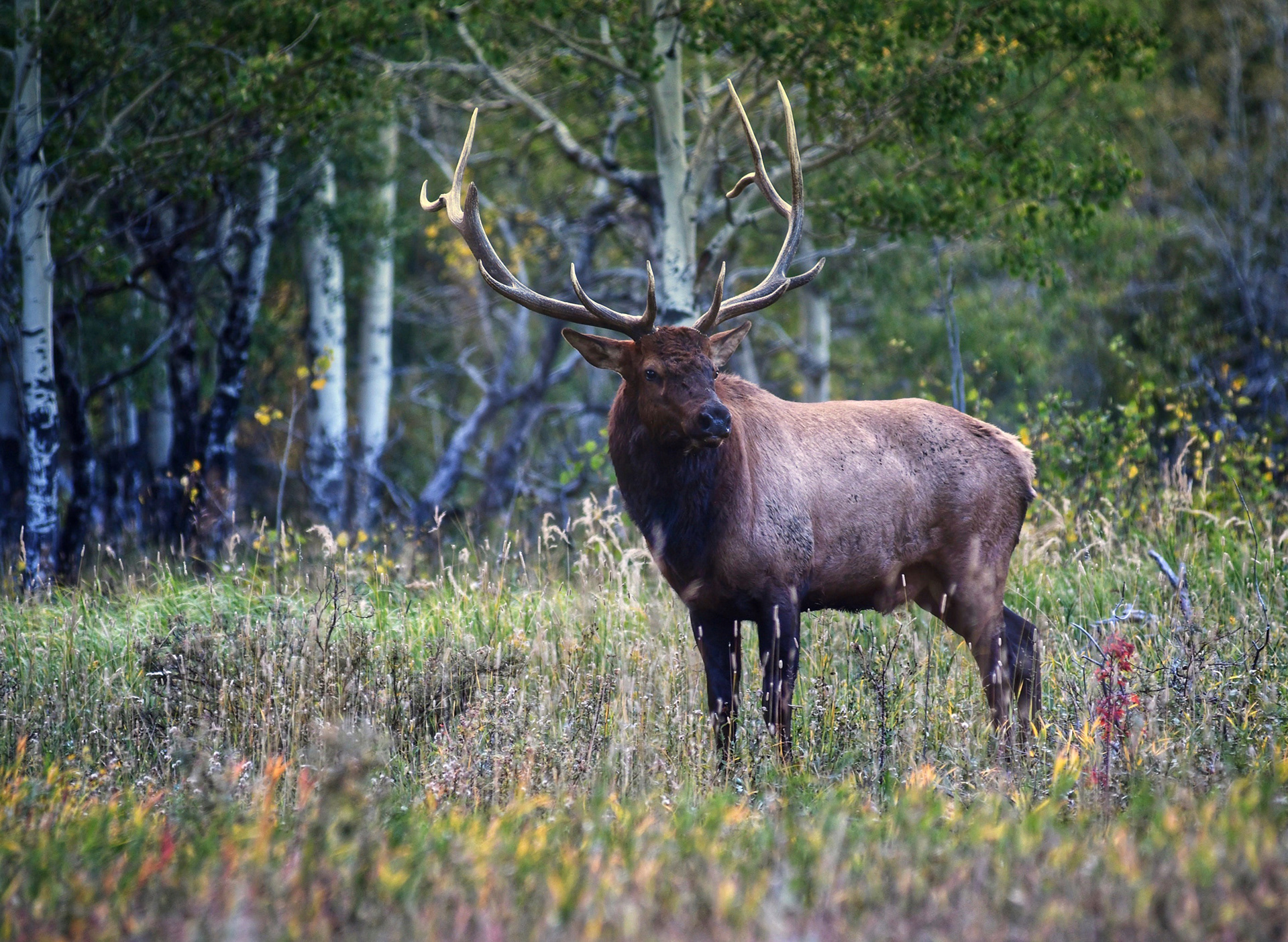 Bull Elk