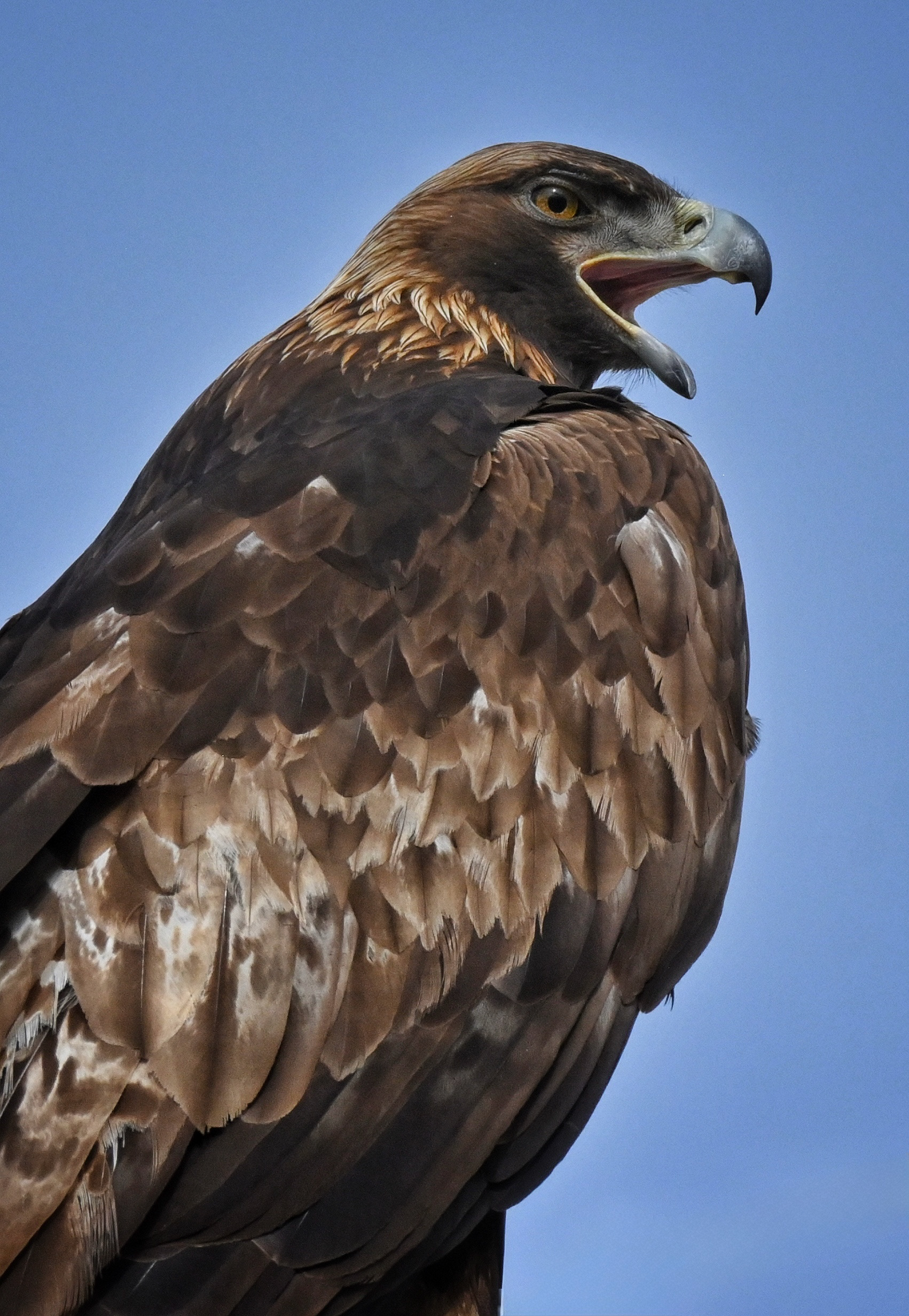 Golden Eagle