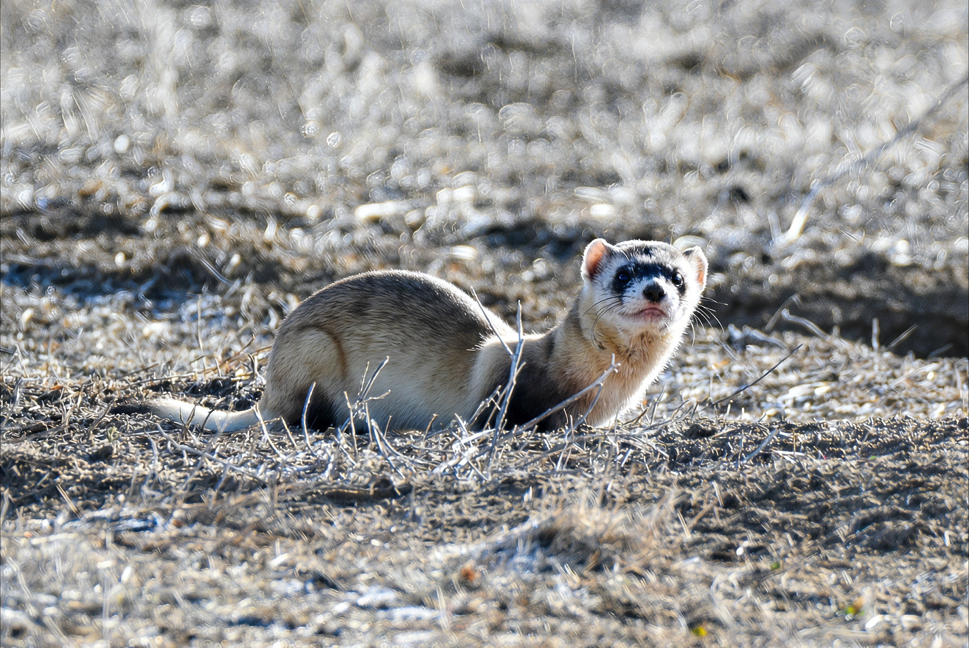 Black Footed Ferret