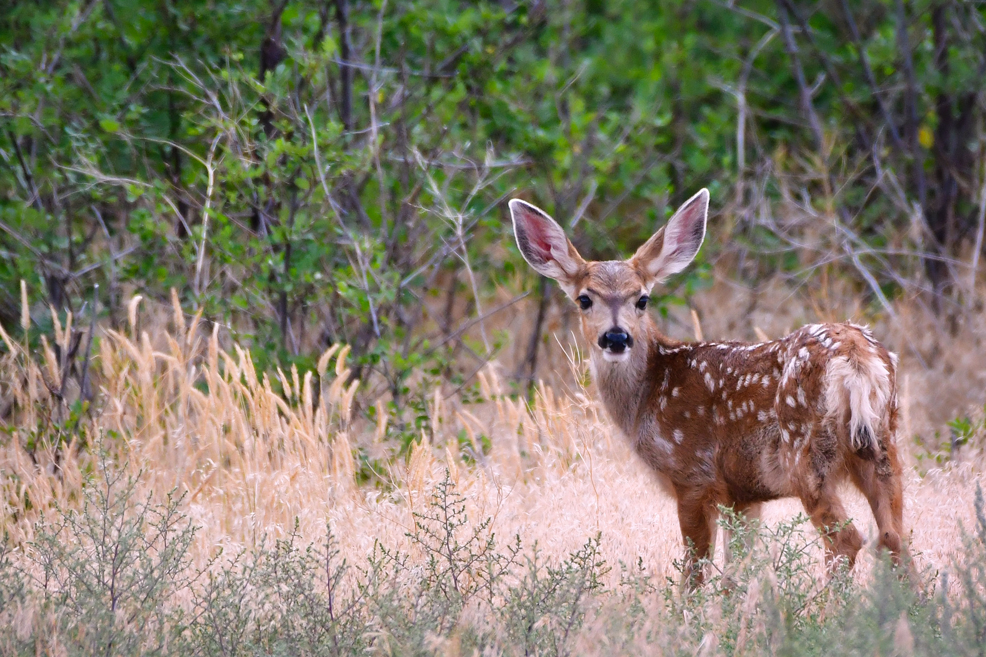 Young Whitetail Deer