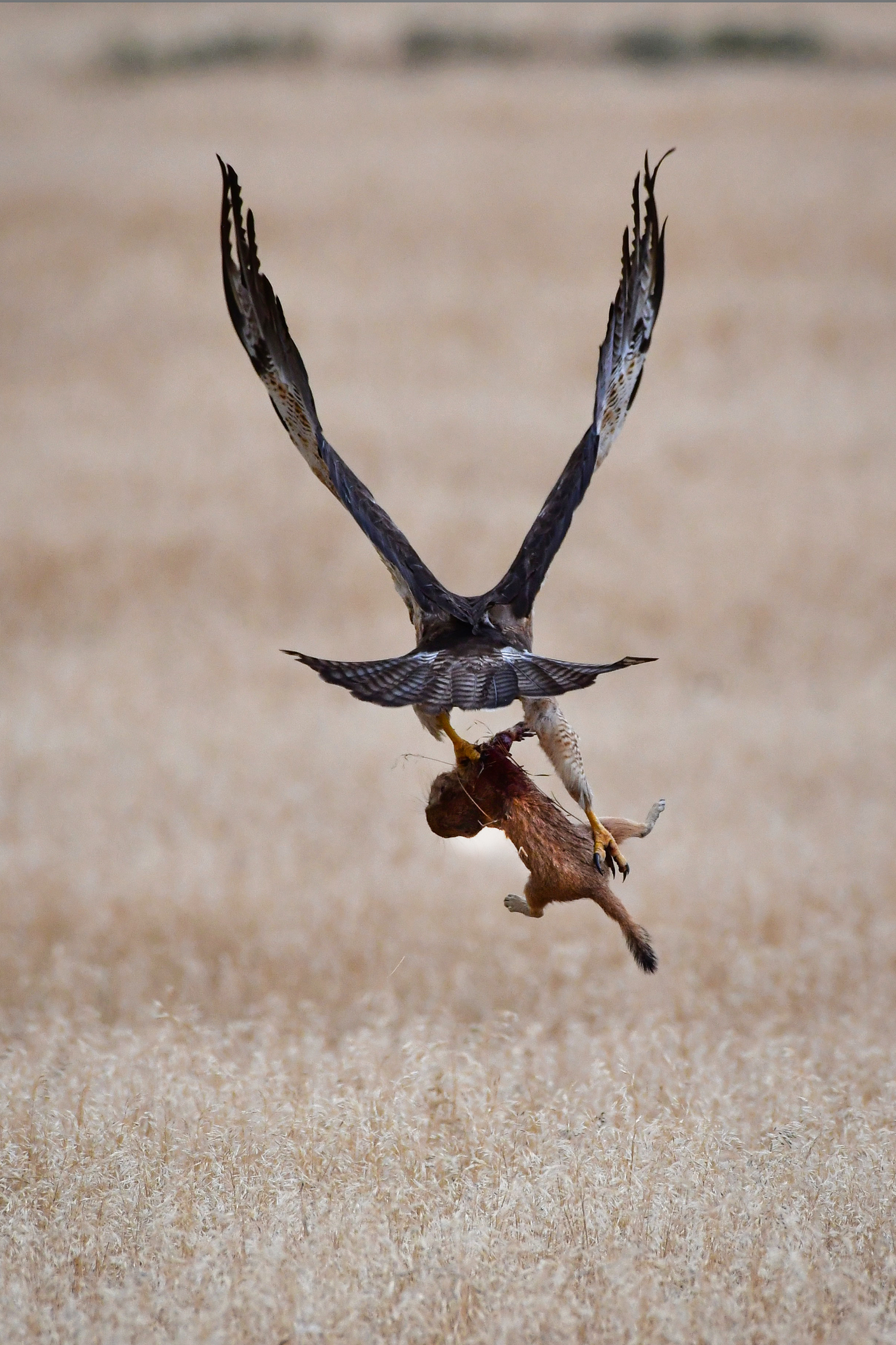 A Red Tail Hawk captures and carries its prey.. Rocky Mountain Arsenal Wildlife Preserve, Colorado.