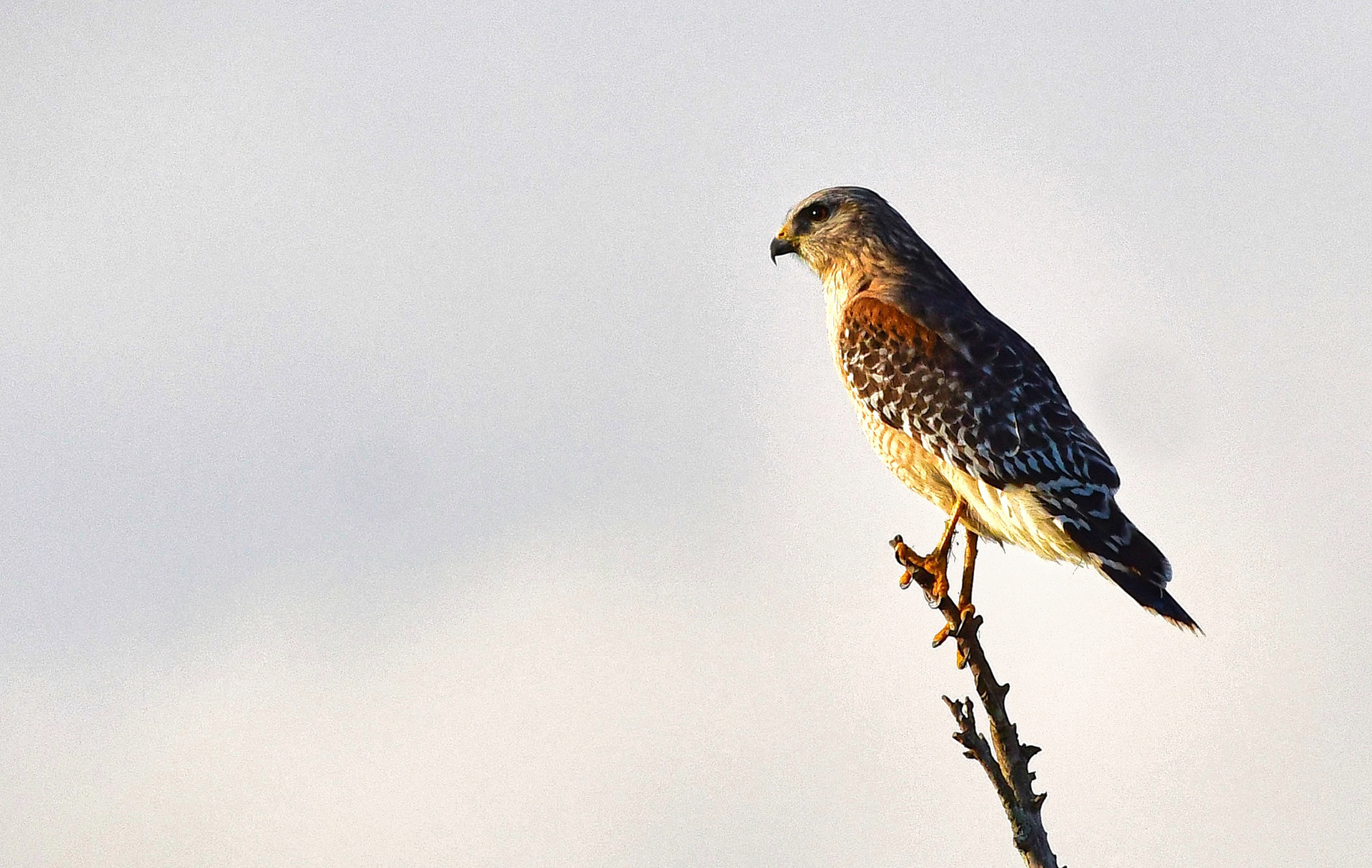 Red Shouldered Hawk