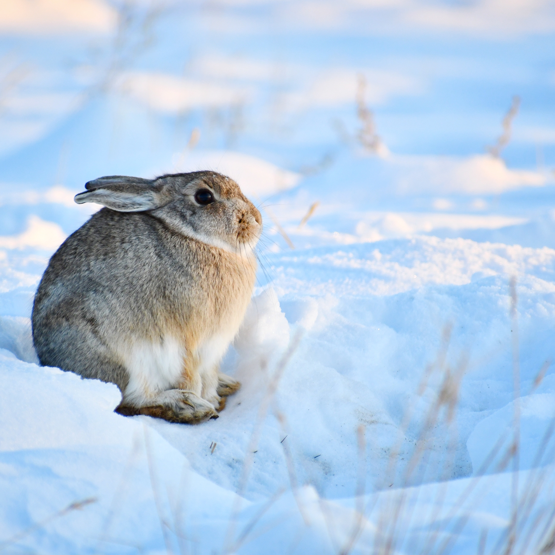 Cottontail Rabbit