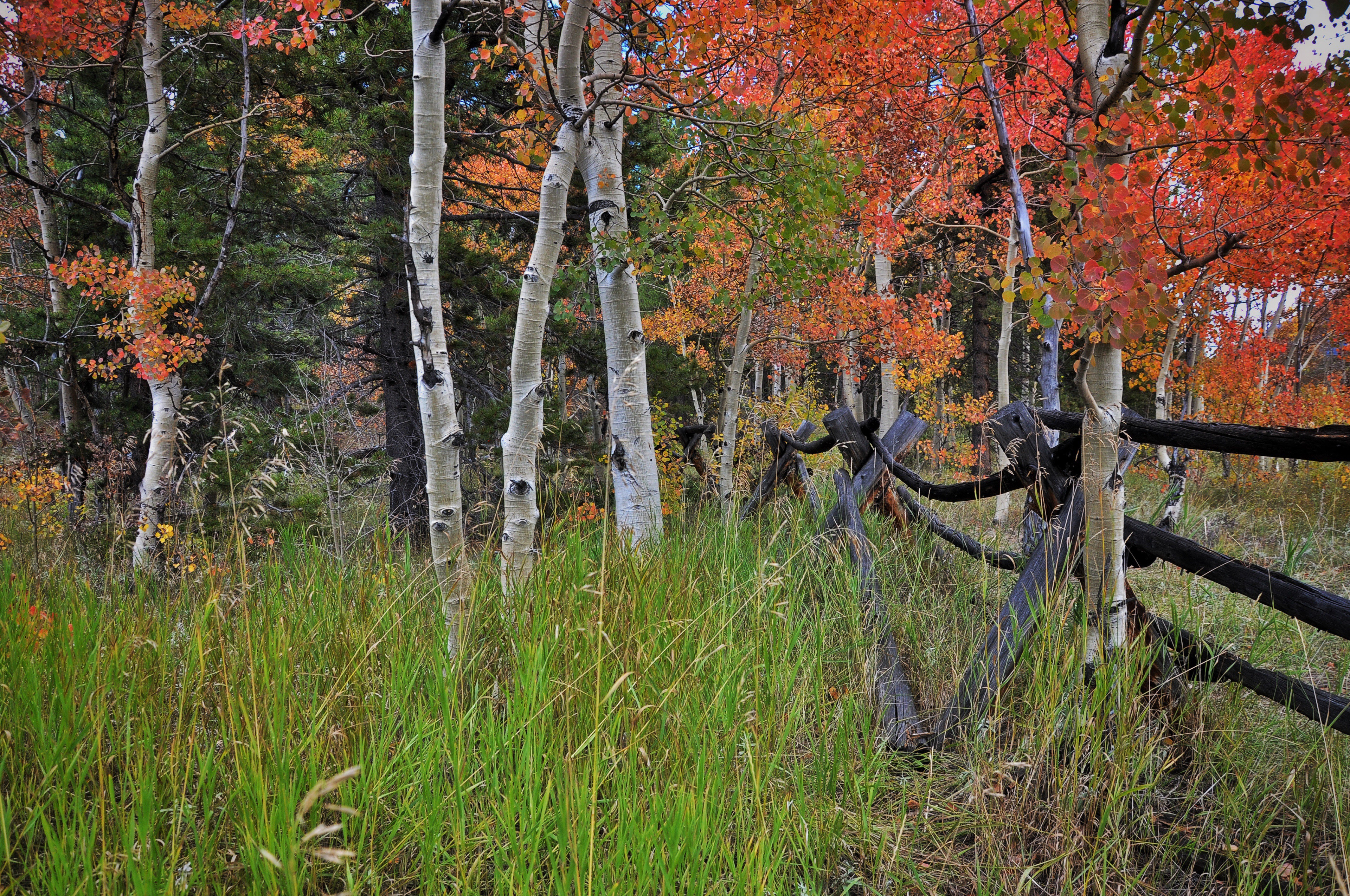 Golden Gate State Park, Colorado