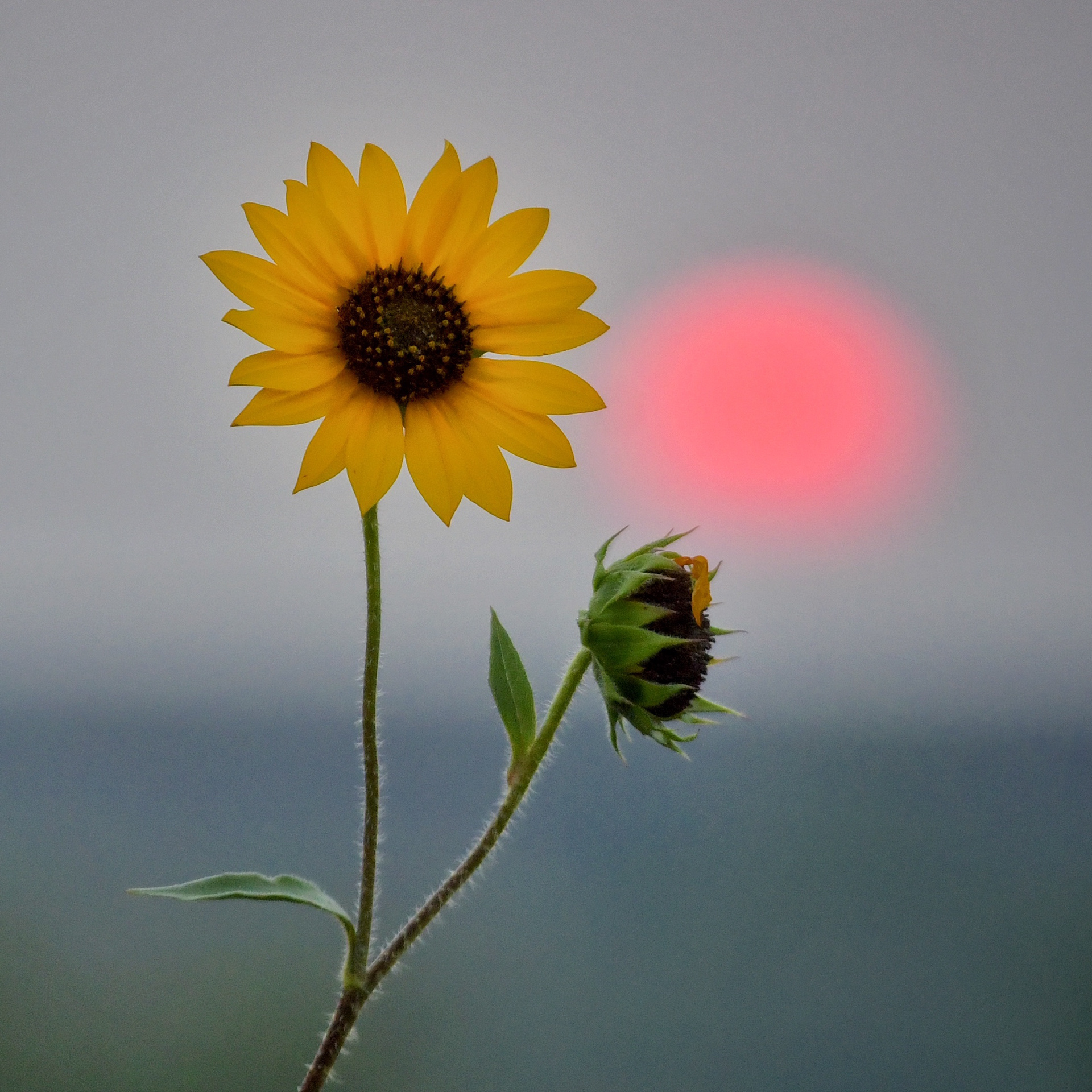 Sunflower at Sunset