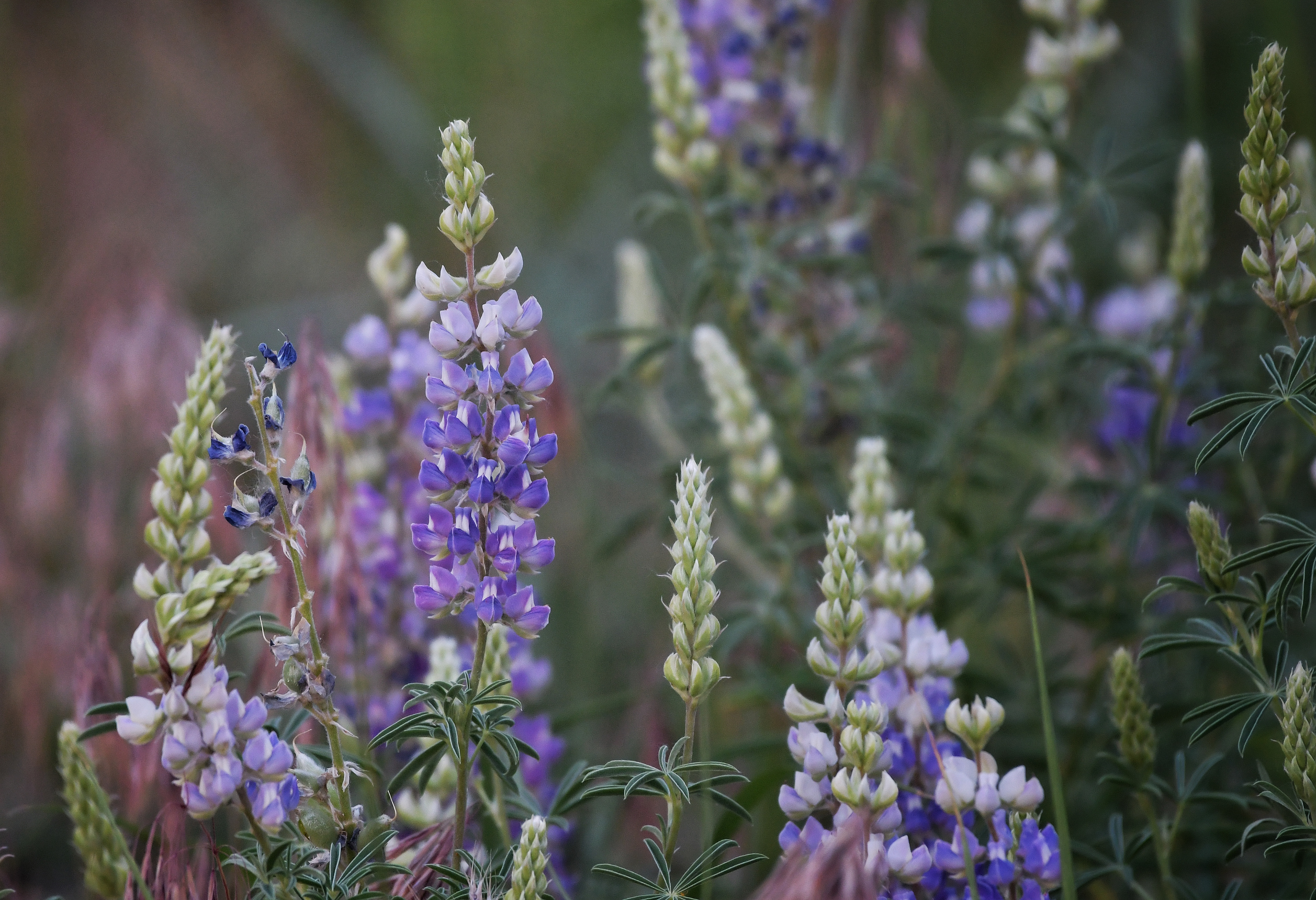Lupin, Rocky Mountain National Park