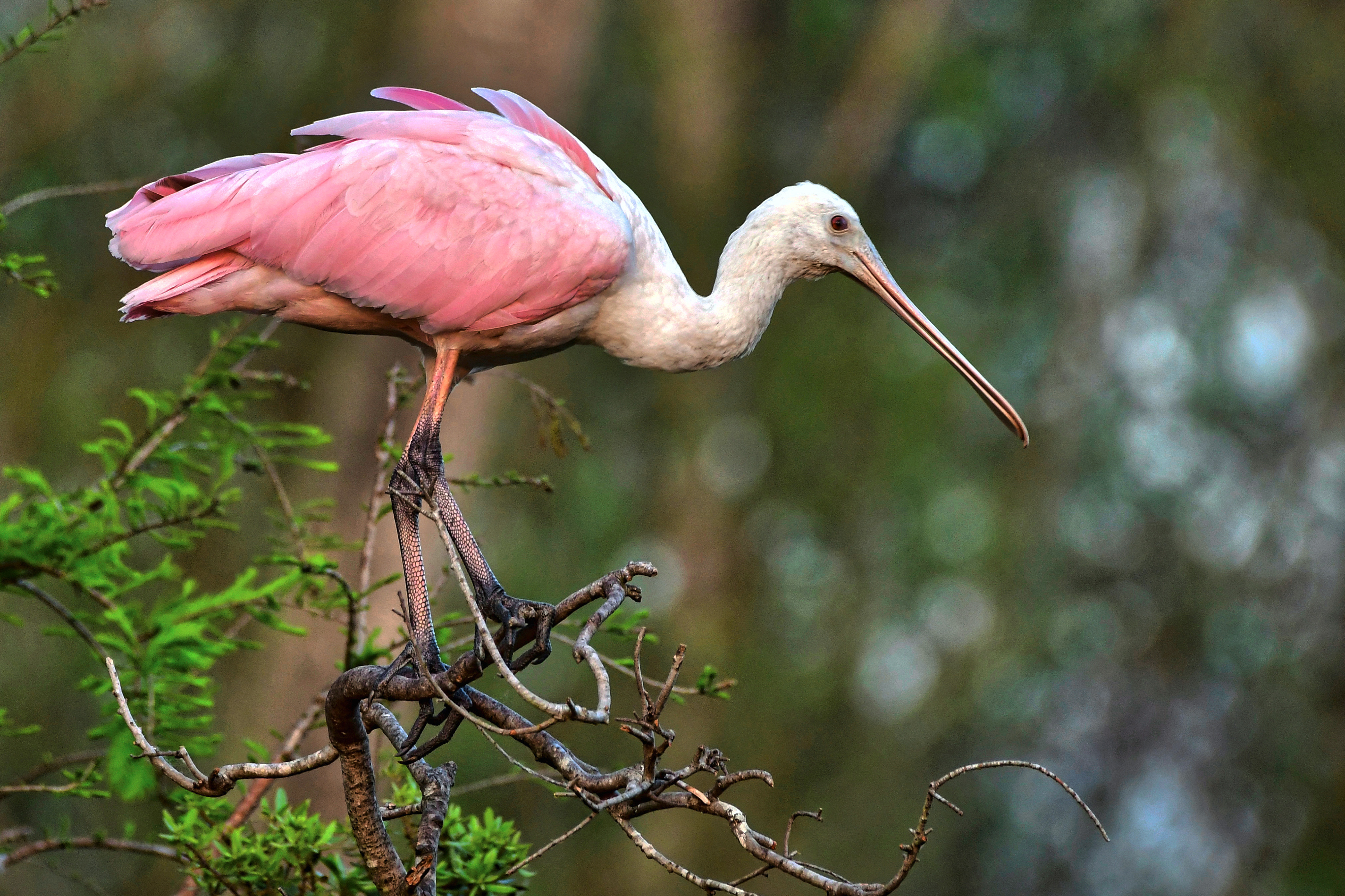 Roseate Spoonbill