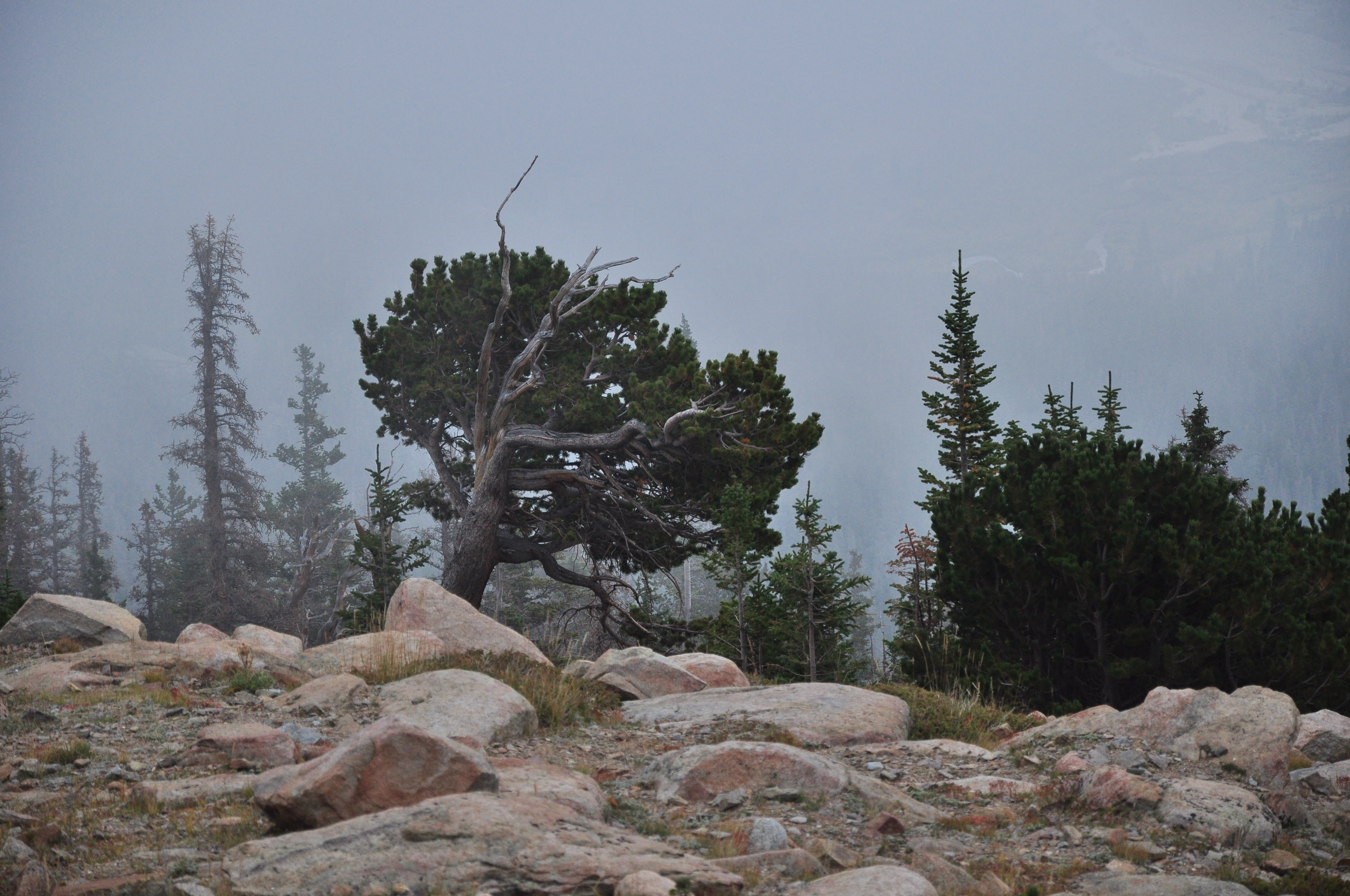 Fall River Road in Rocky Mountain National Park