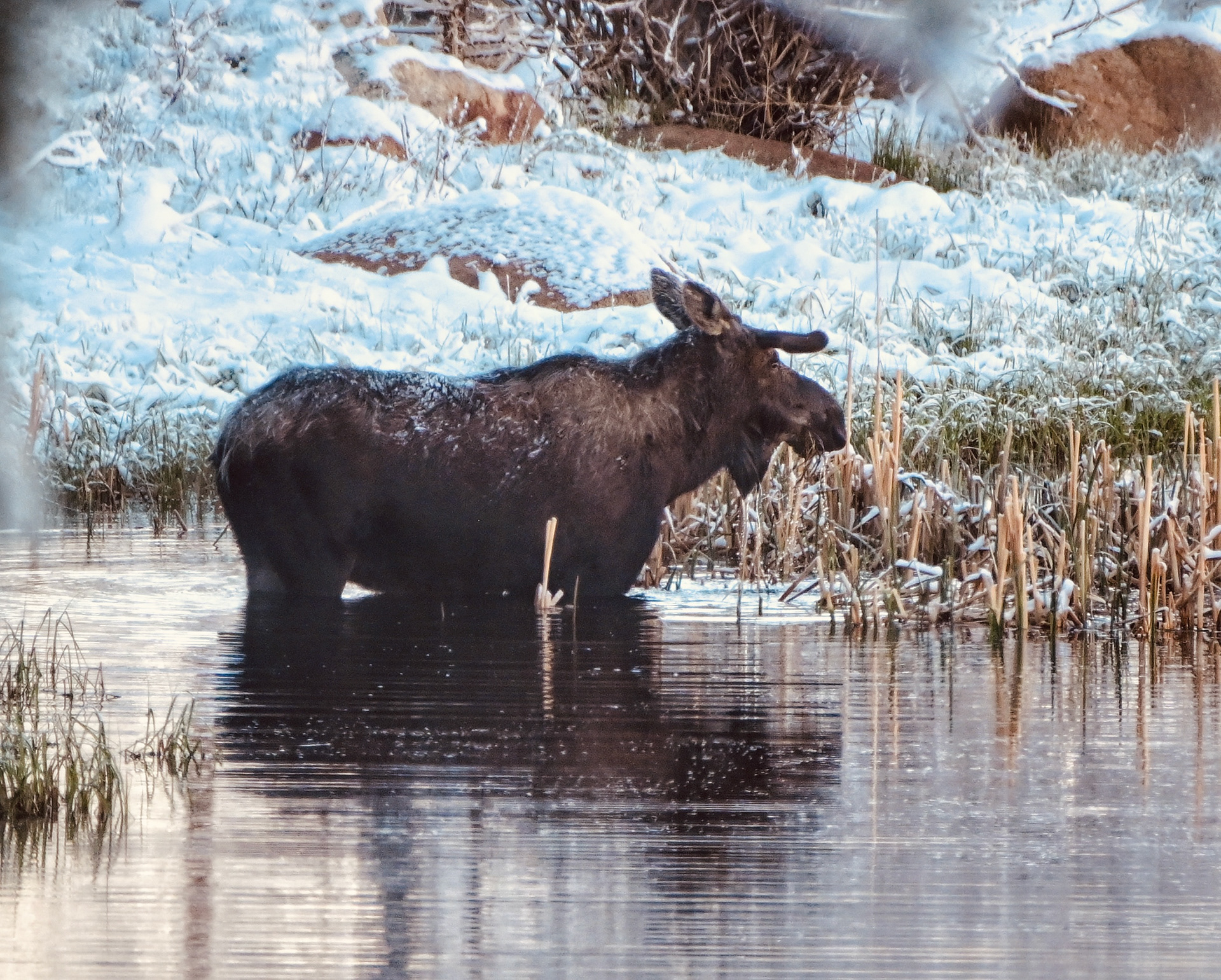 Bull Moose