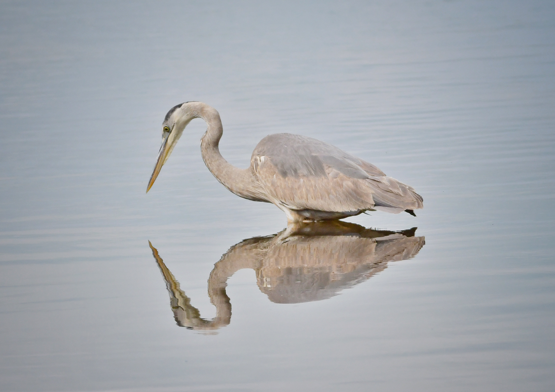 Great Blue Heron