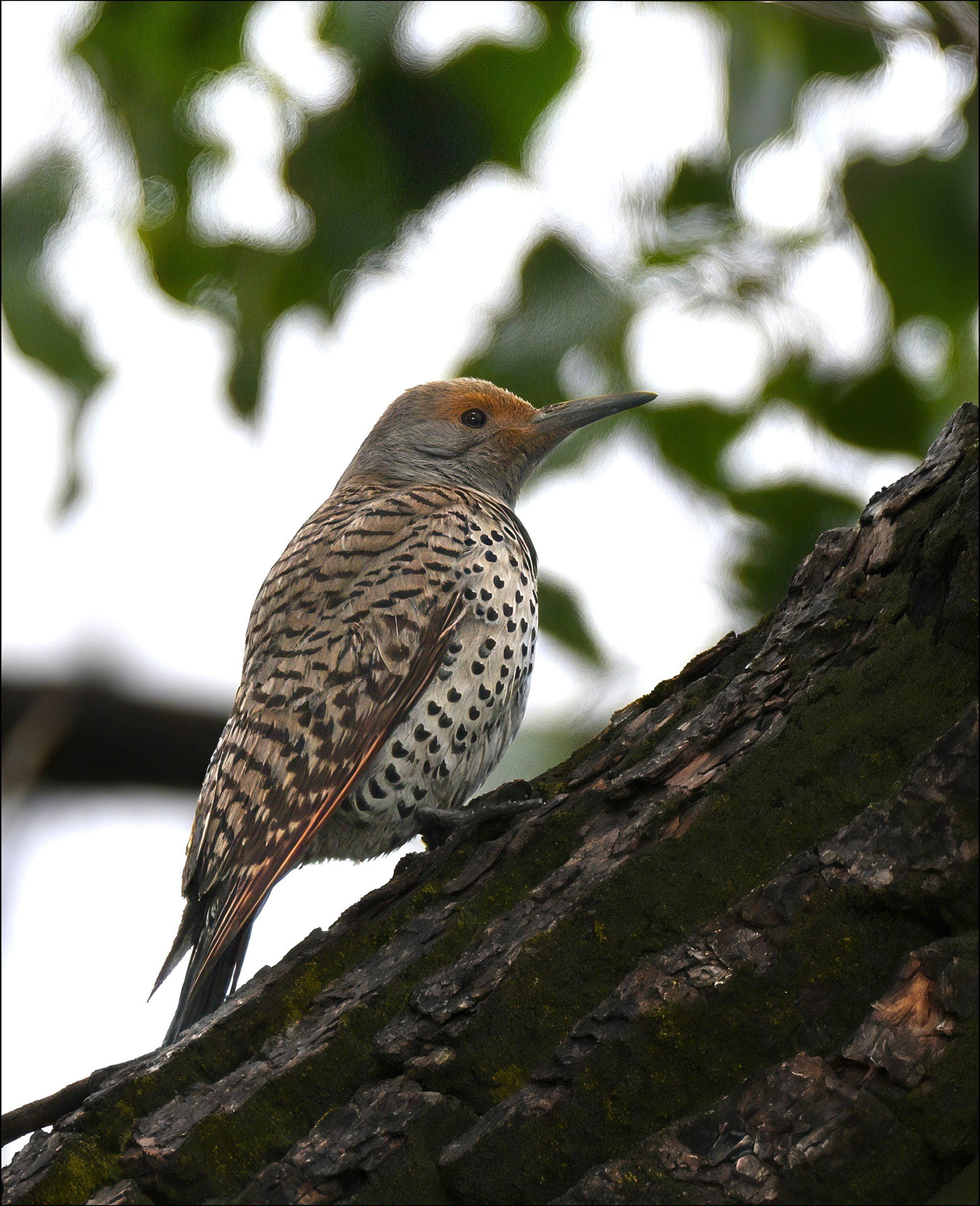 Northern Flicker