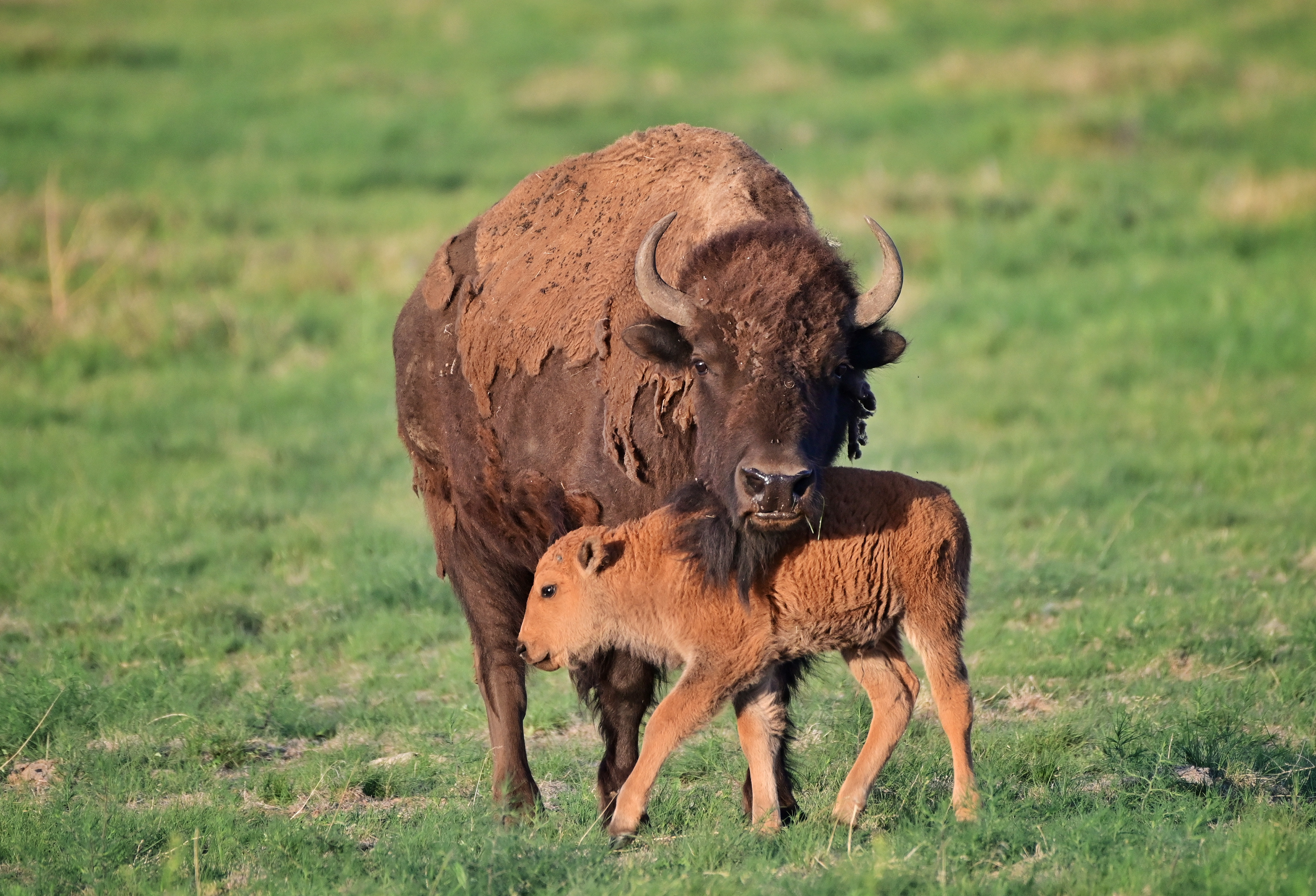 American Bison with Calf