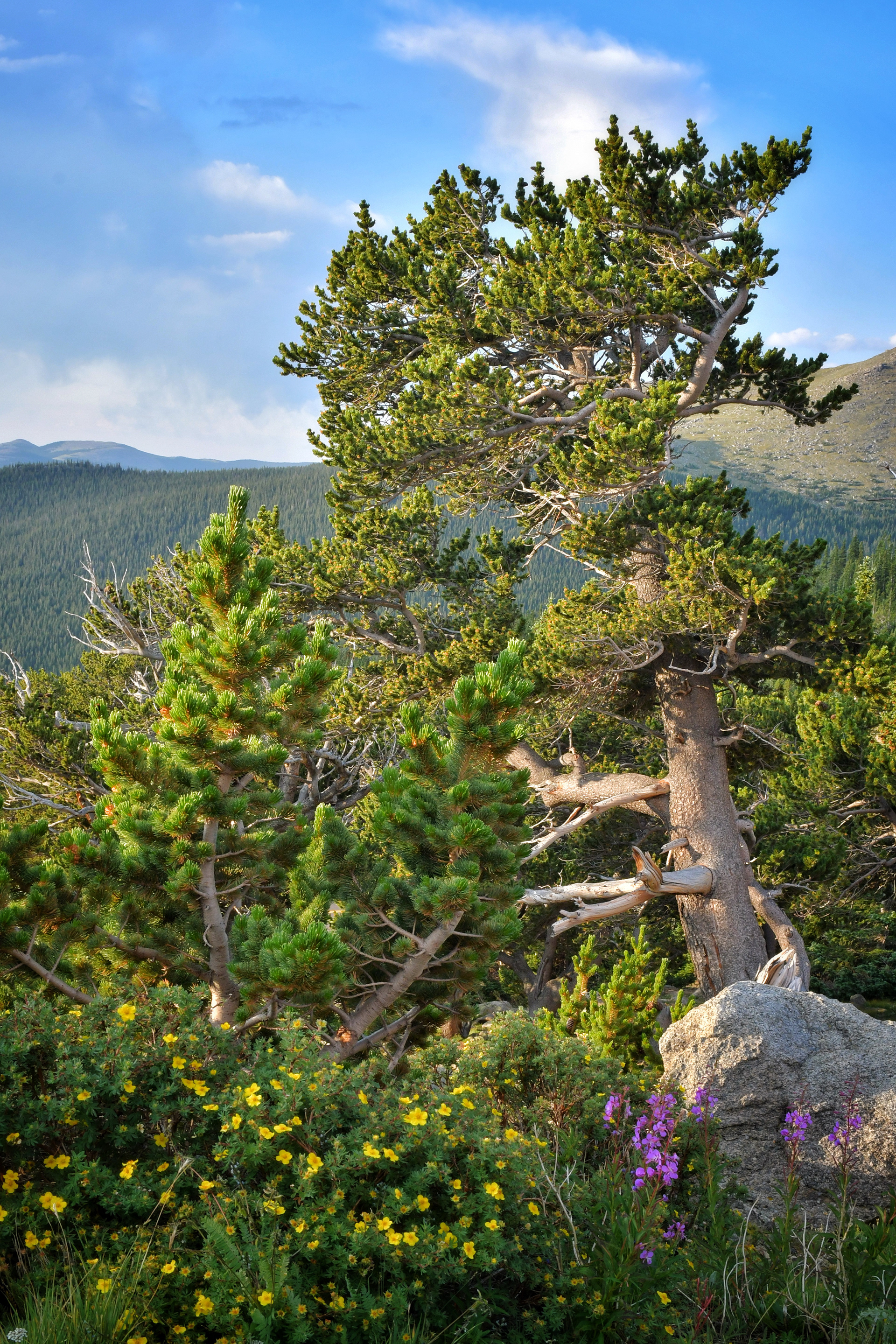 Mount Blue Sky, Colorado