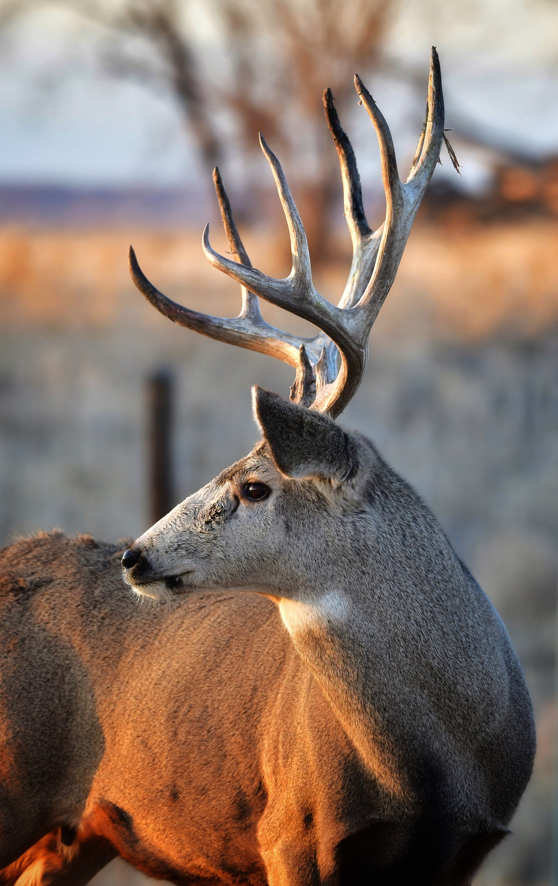 Whitetail Deer