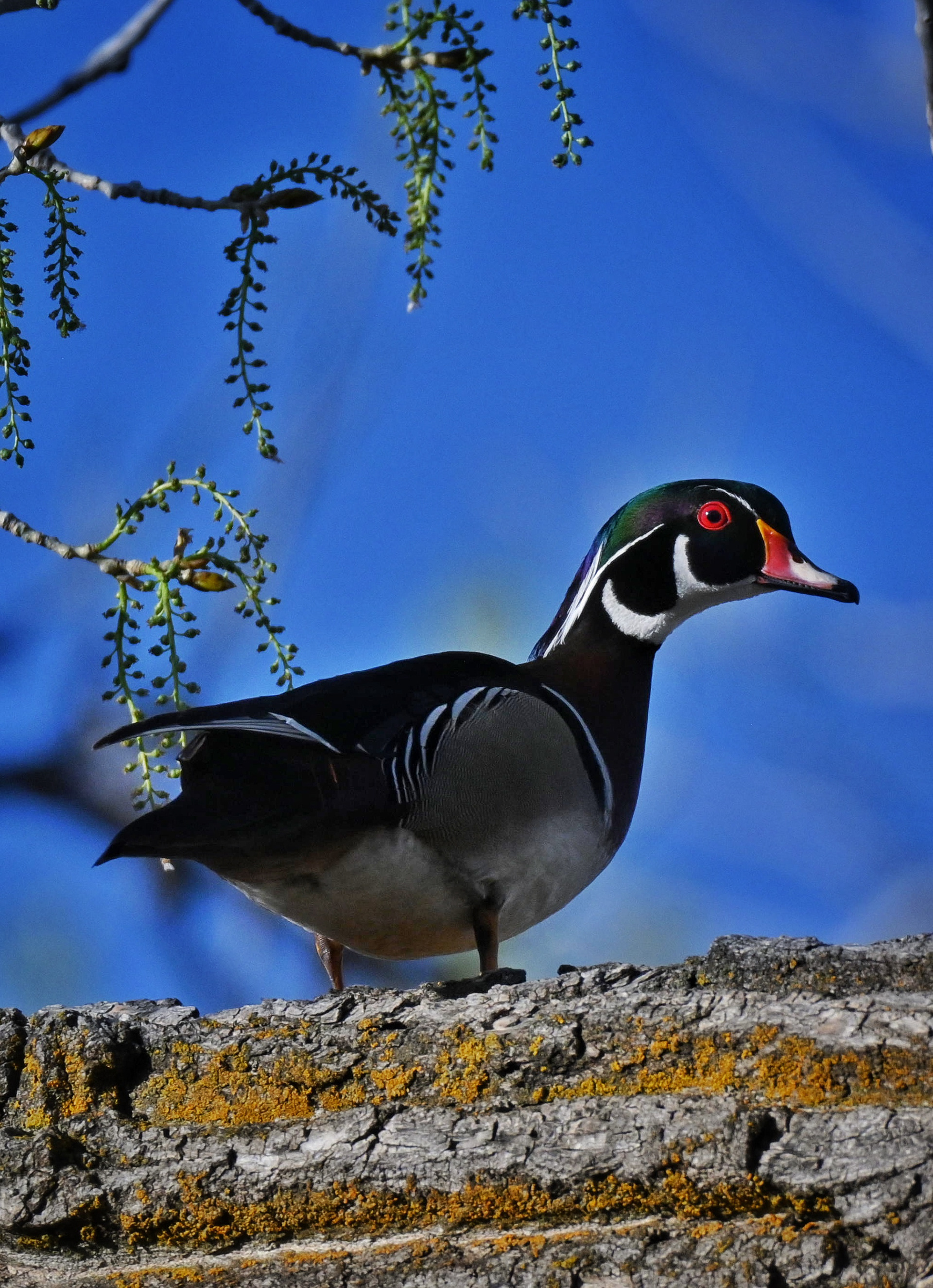 Male Wood Duck