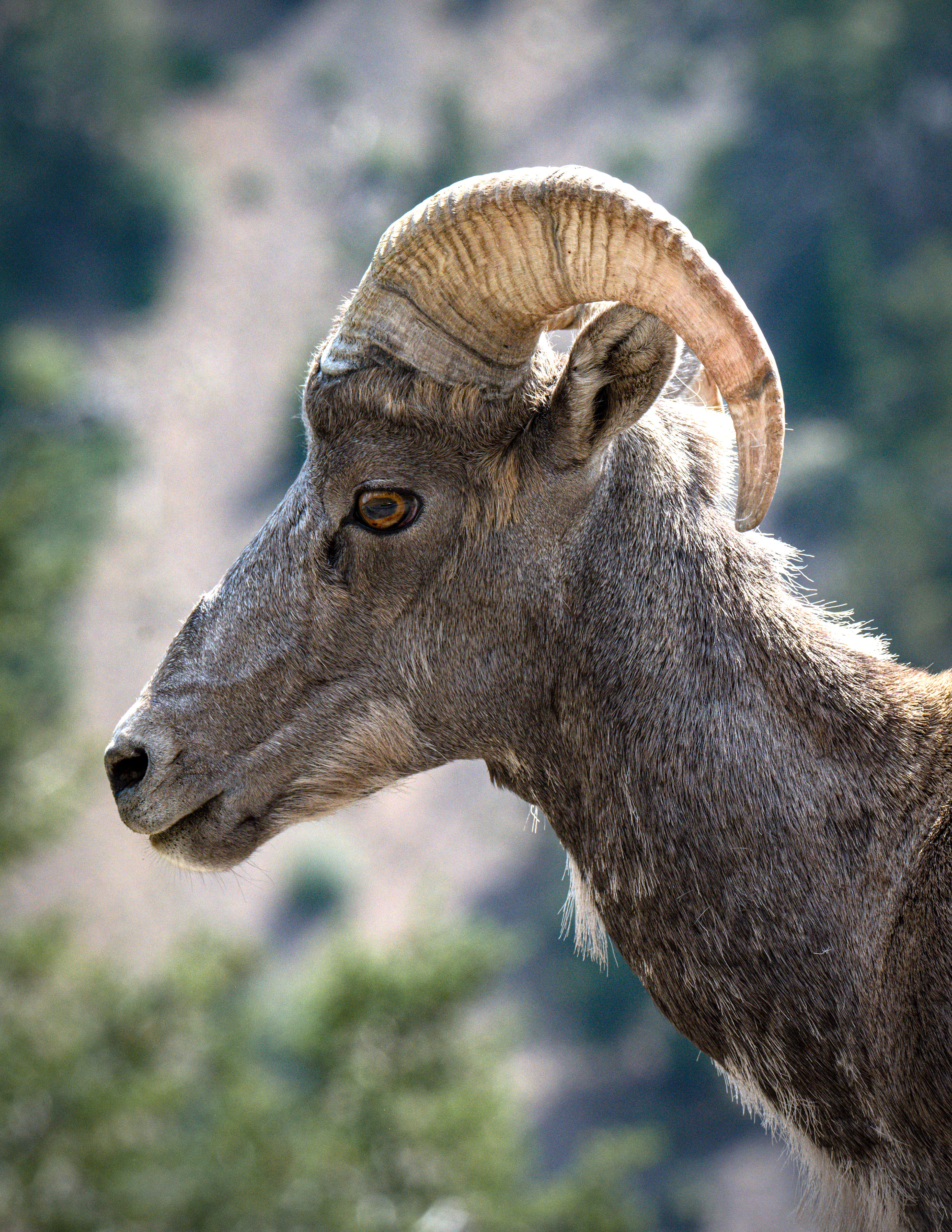 Big Horn Sheep