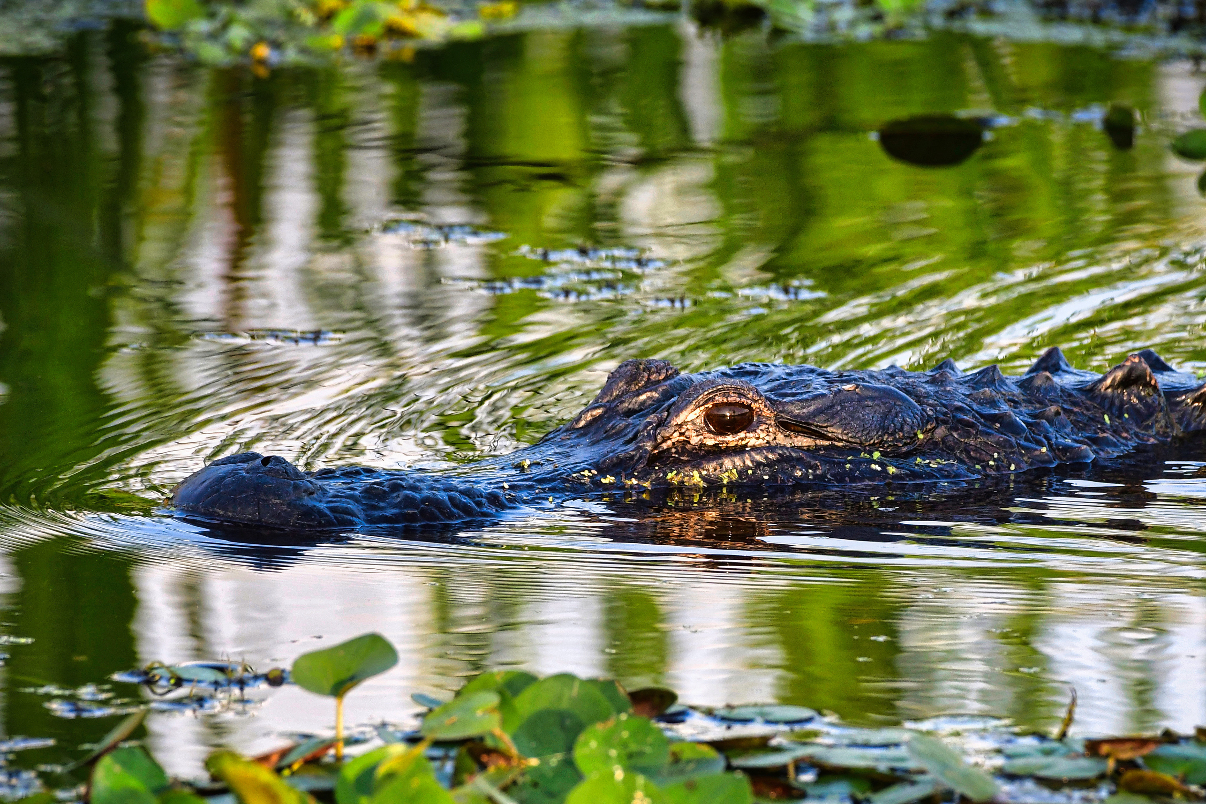 American Alligator