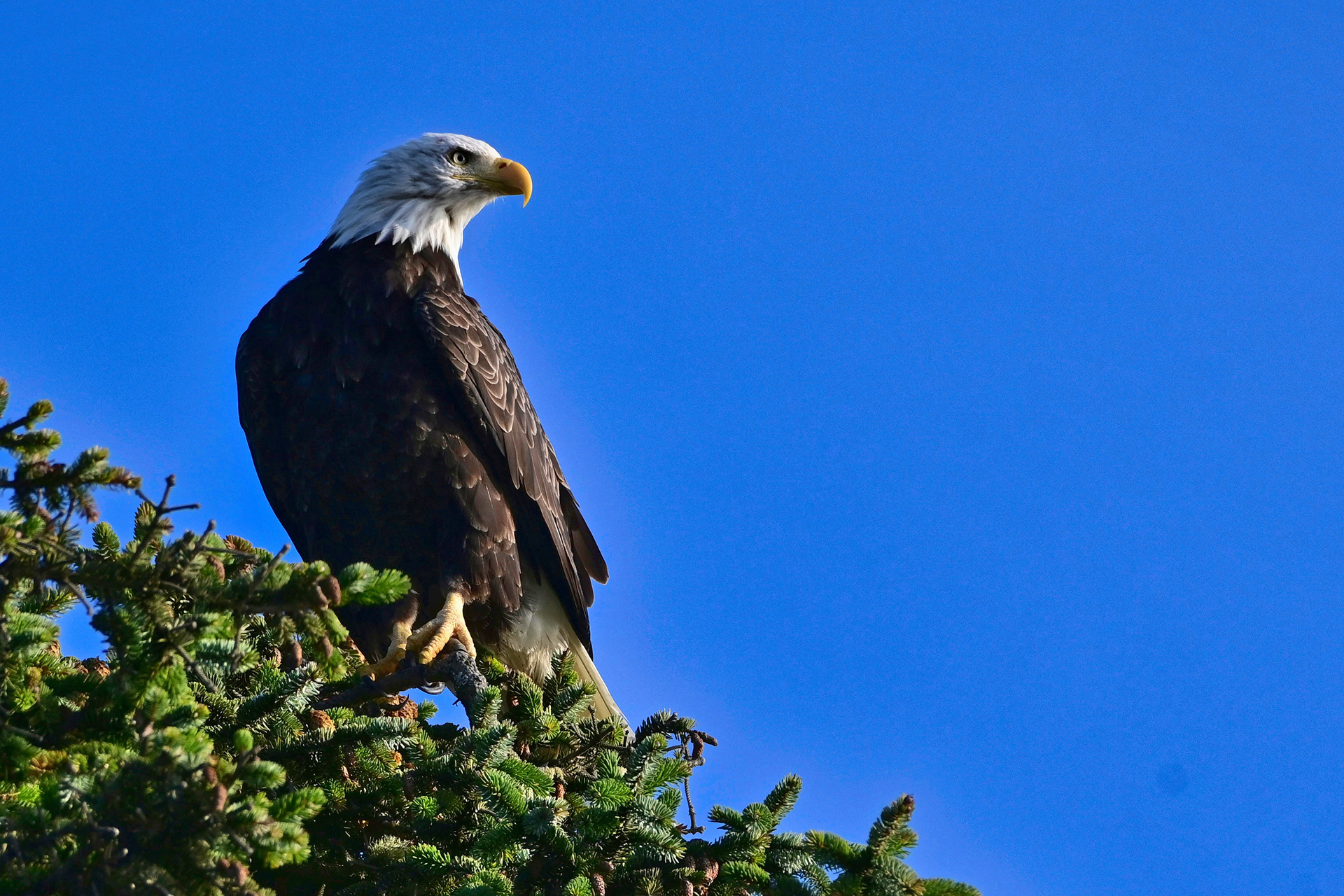 Bald Eagle
