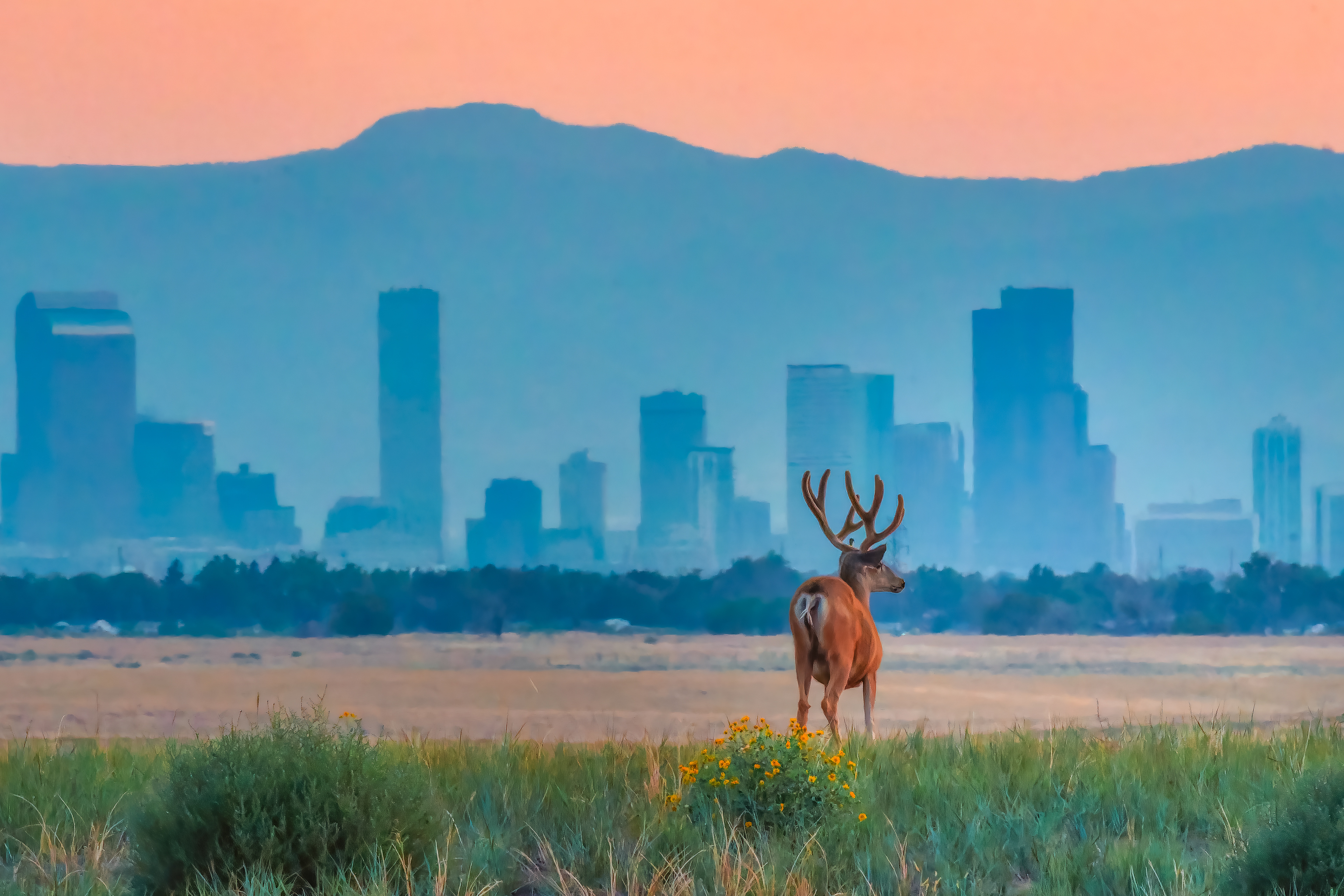 Whitetail Deer with Denver, Colorado in background