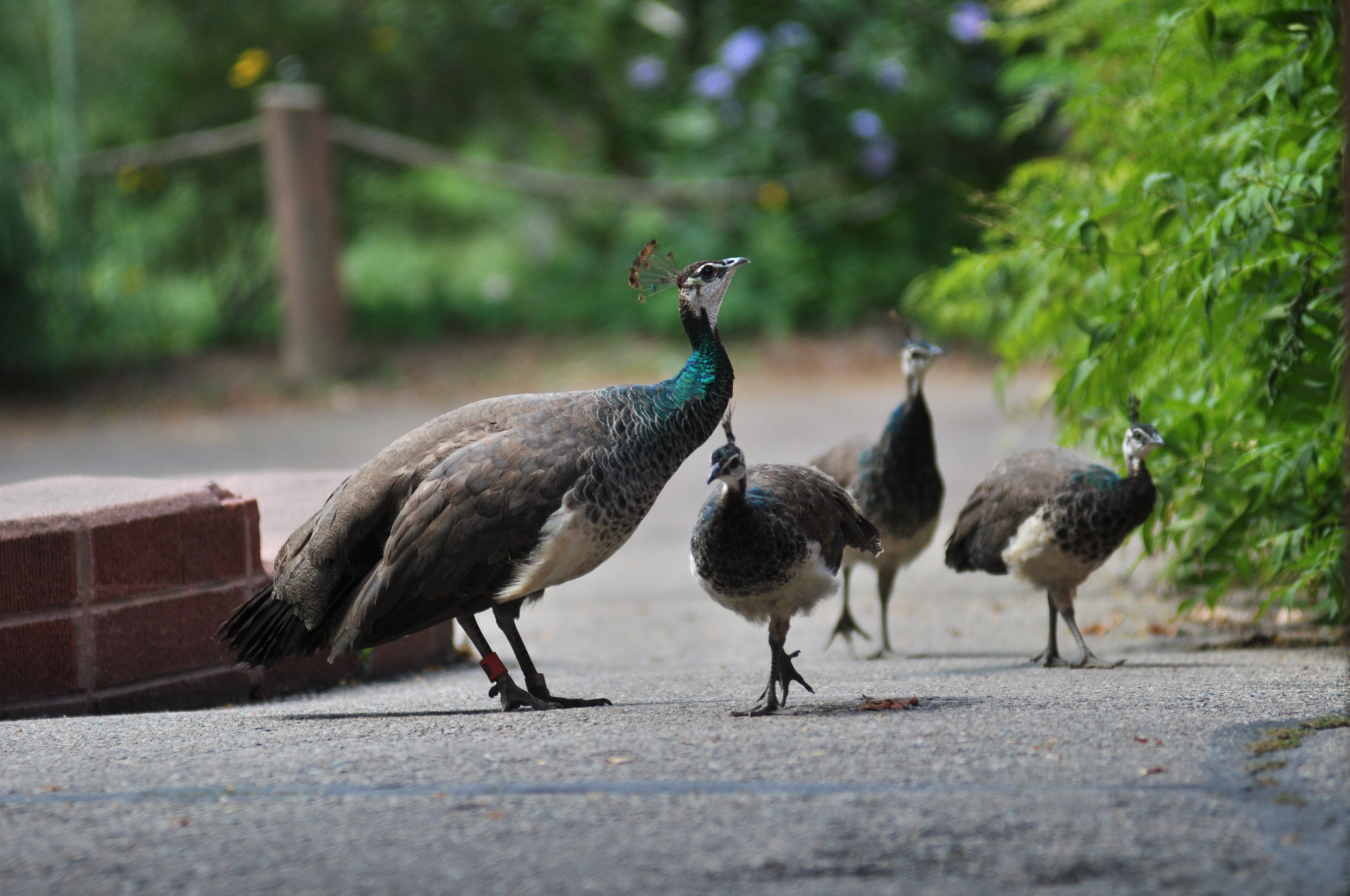 Peahen and CHicks